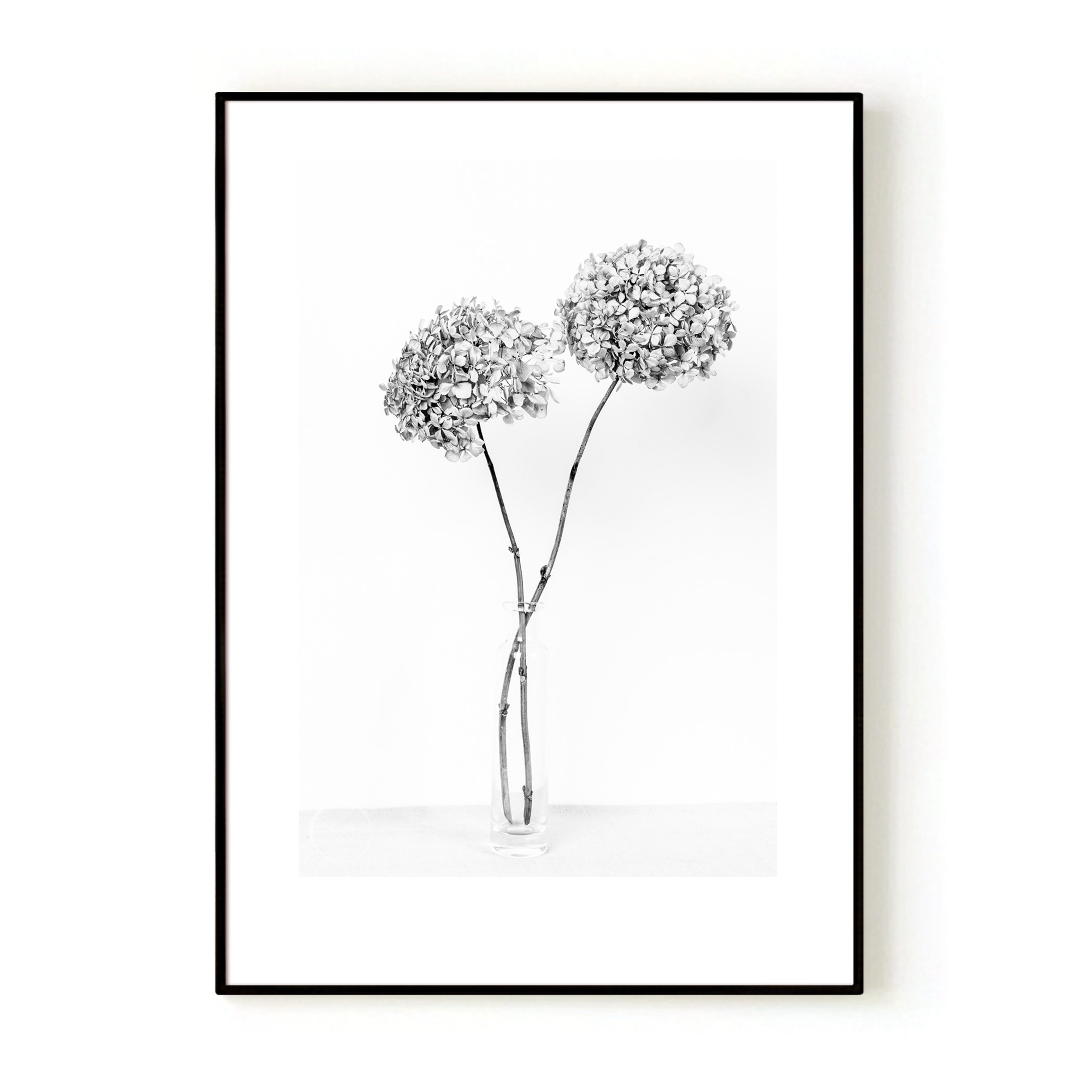 Dried Hydrangeas In A Vase Print B&W