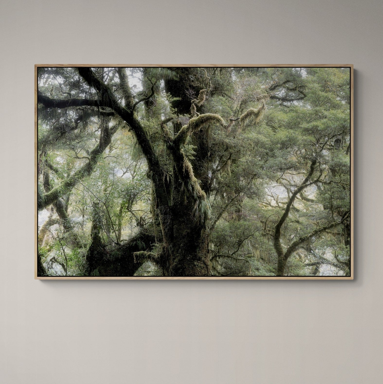 Fiordland Forest Milford Sound Canvas Print oak frame by Kirsten Clark