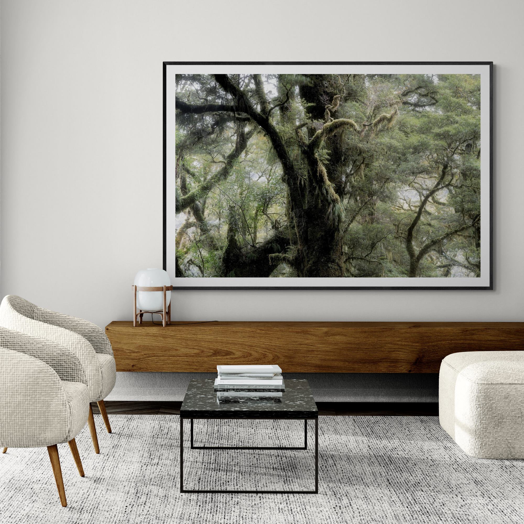 Fiordland Forest Milford Sound fine art print in living roomby Kirsten Clark