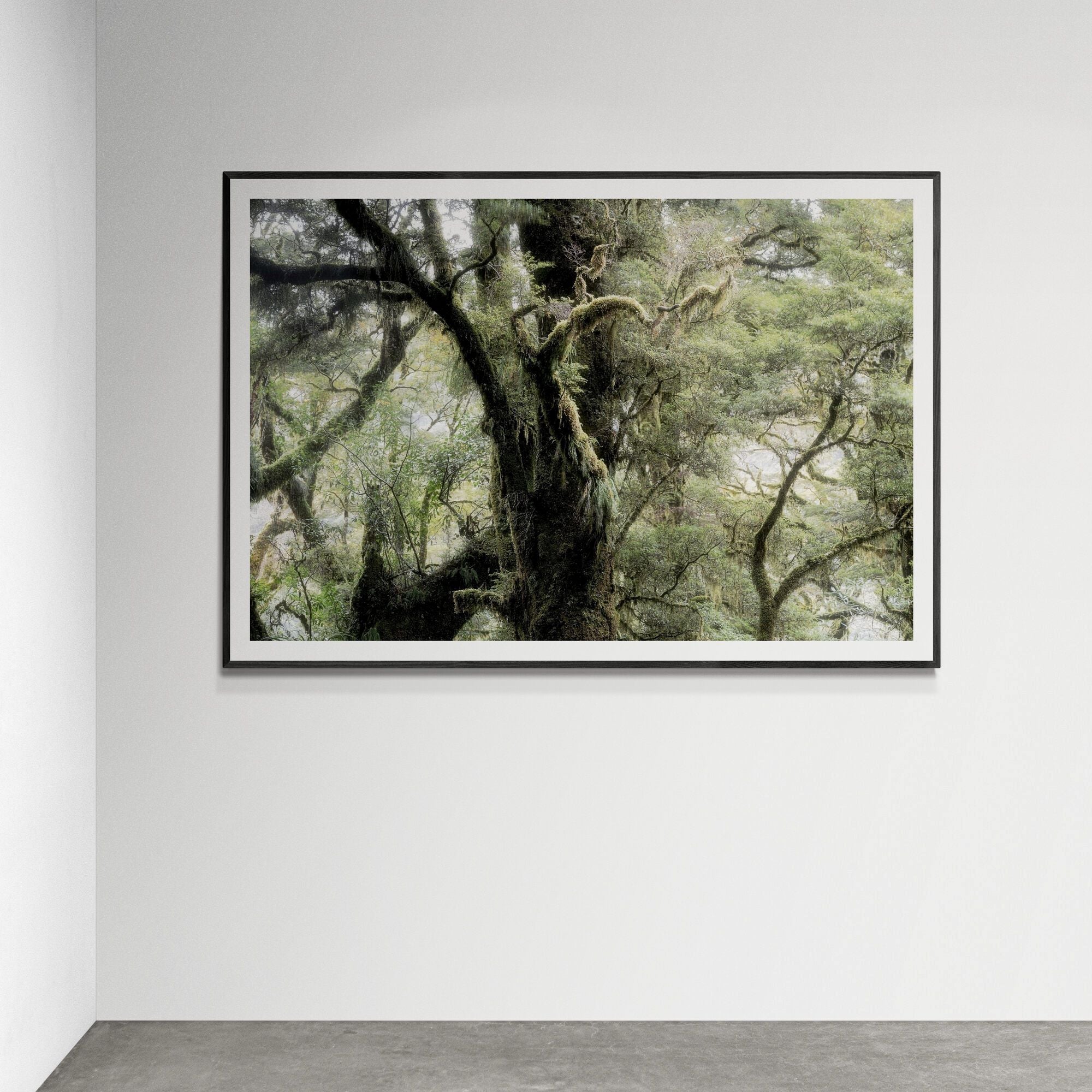 Fiordland Forest Milford Sound fine art print on gallery wall by Kirsten Clark Art