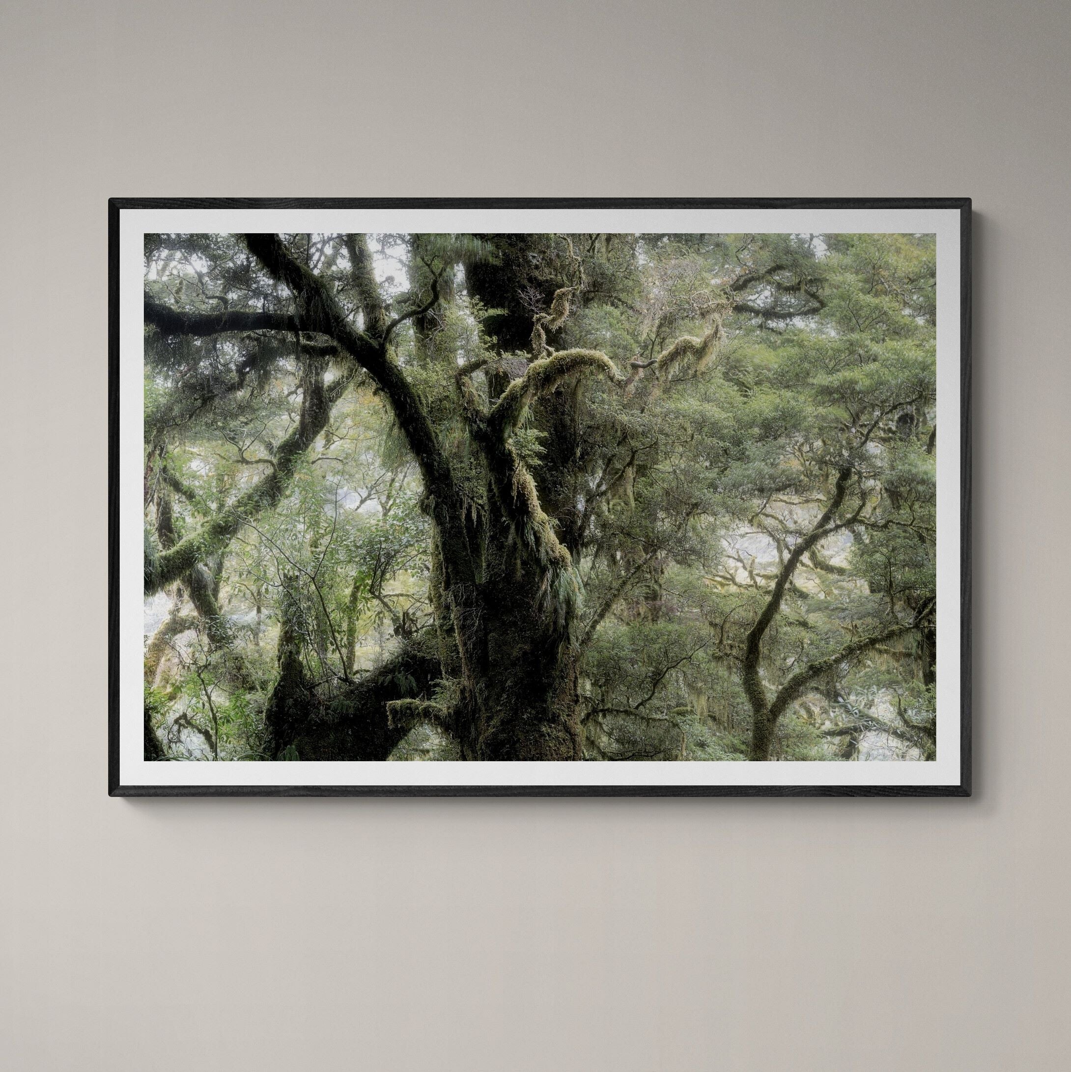 Fiordland Forest Milford Sound fine art print with charcoal frame on wall by Kirsten Clark Art