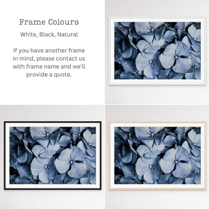 Blue Denim Hydrangeas Frame Colour Options Kirsten Clark Art