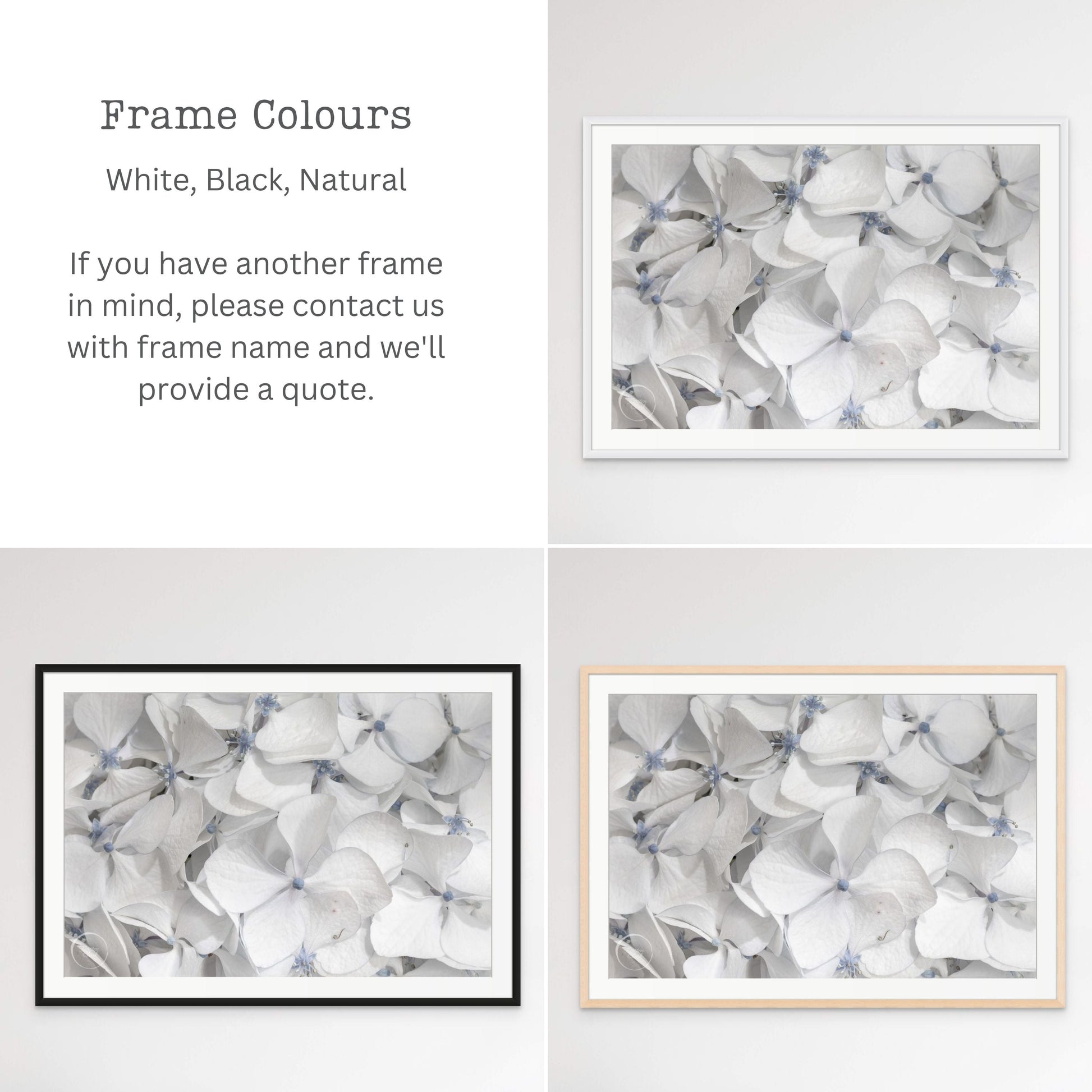 Frame Colour Options Hydrangea Cool Summer Whites Kirsten Clark Art