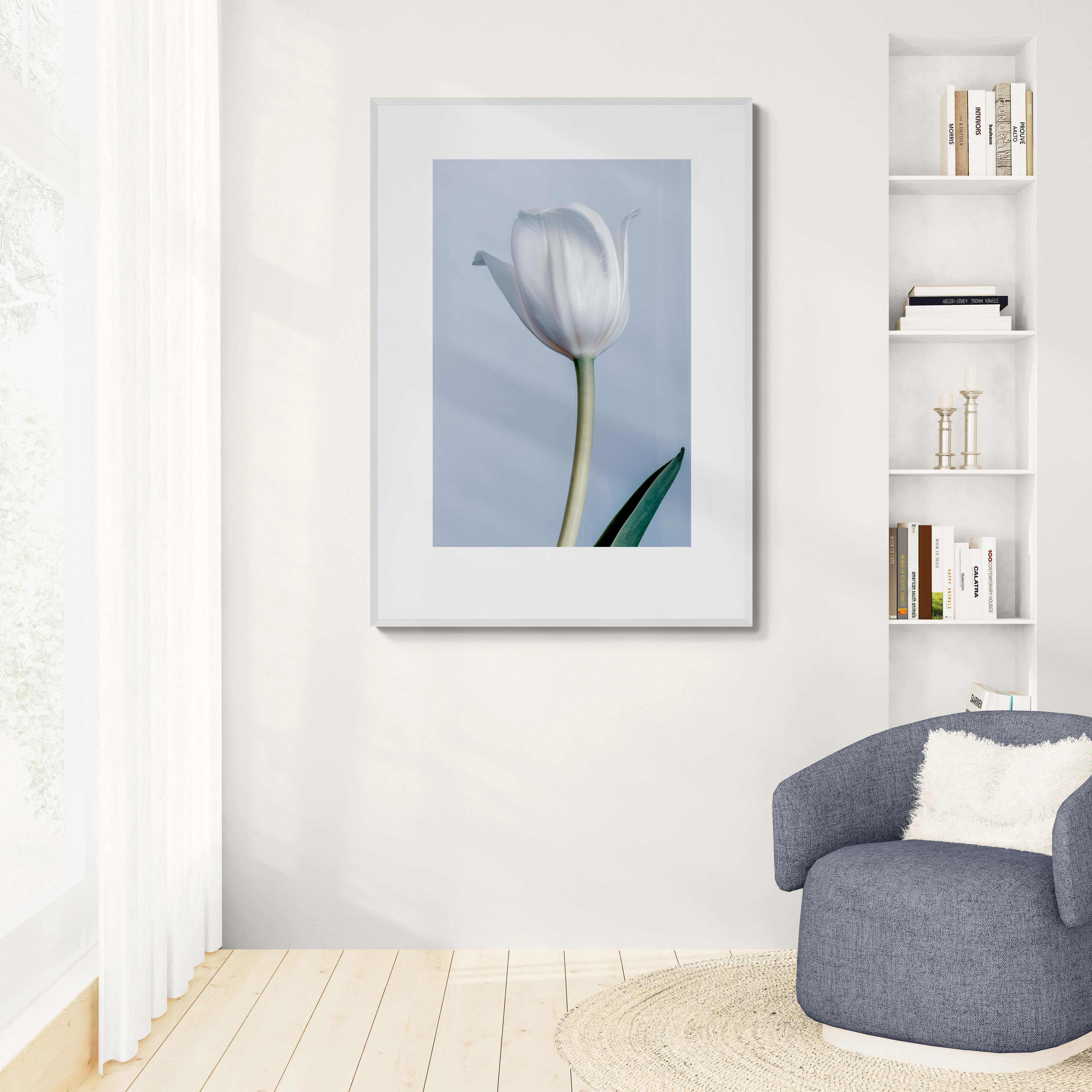 Framed artwork of a white tulip on a wall in a room wall art Kirsten Clark art