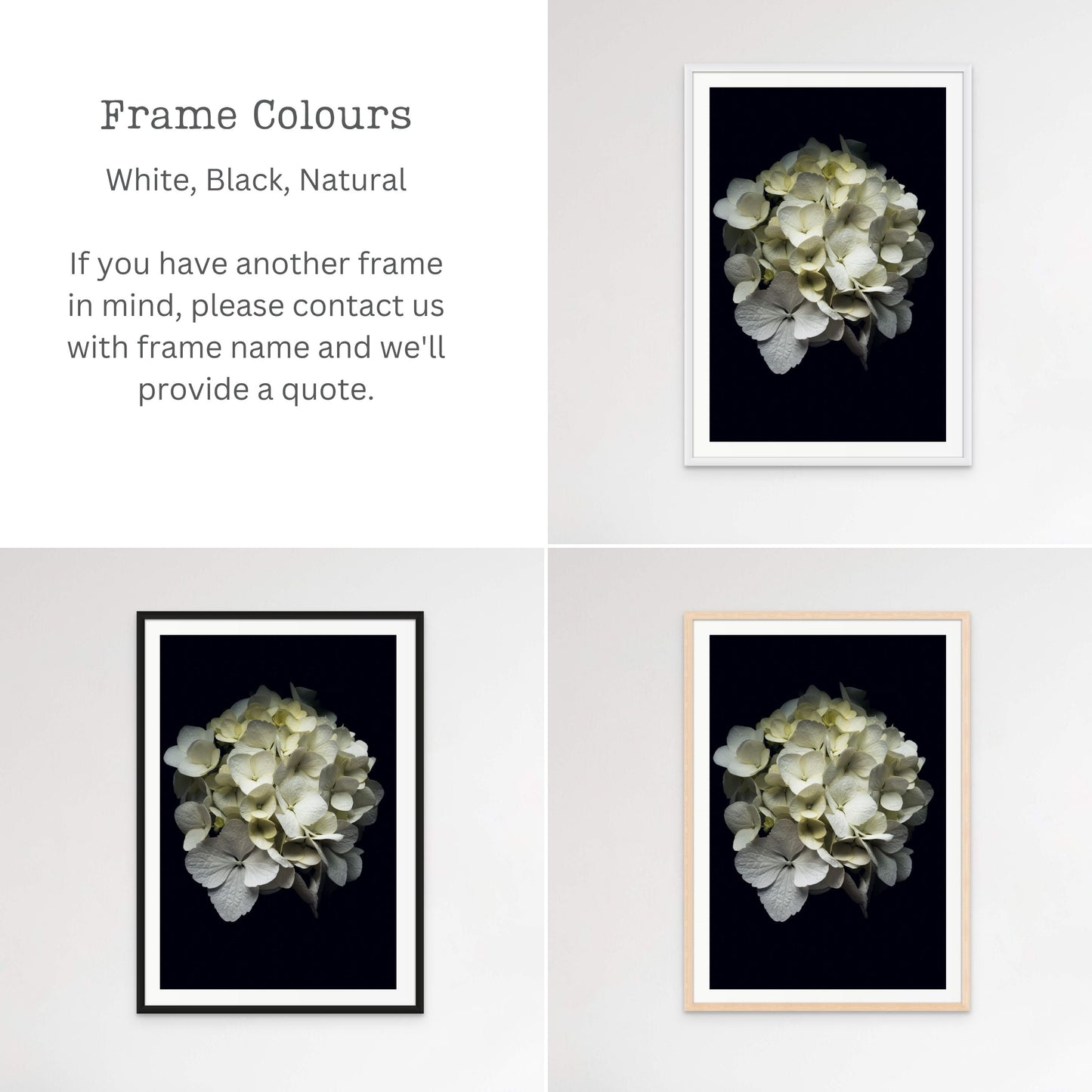 Frame Colour Options for Hydrangea Portrait by Kirsten Clark Art