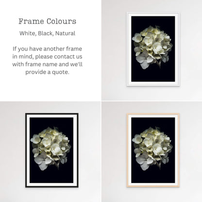 Frame Colour Options for Hydrangea Portrait by Kirsten Clark Art