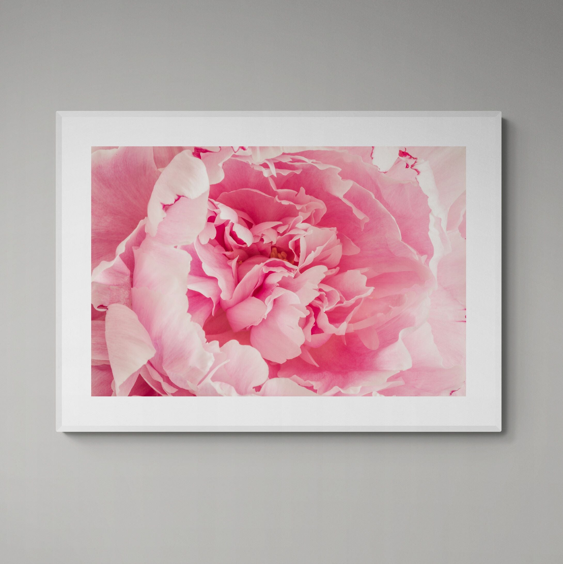 Frill of Pink Peony Print on the wall by Kirsten Clark Art
