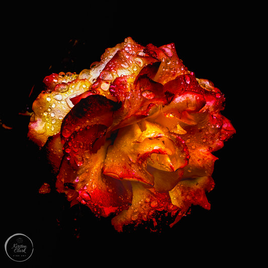 Rose - Glistening Rose - Special Gift Size 300x300mm