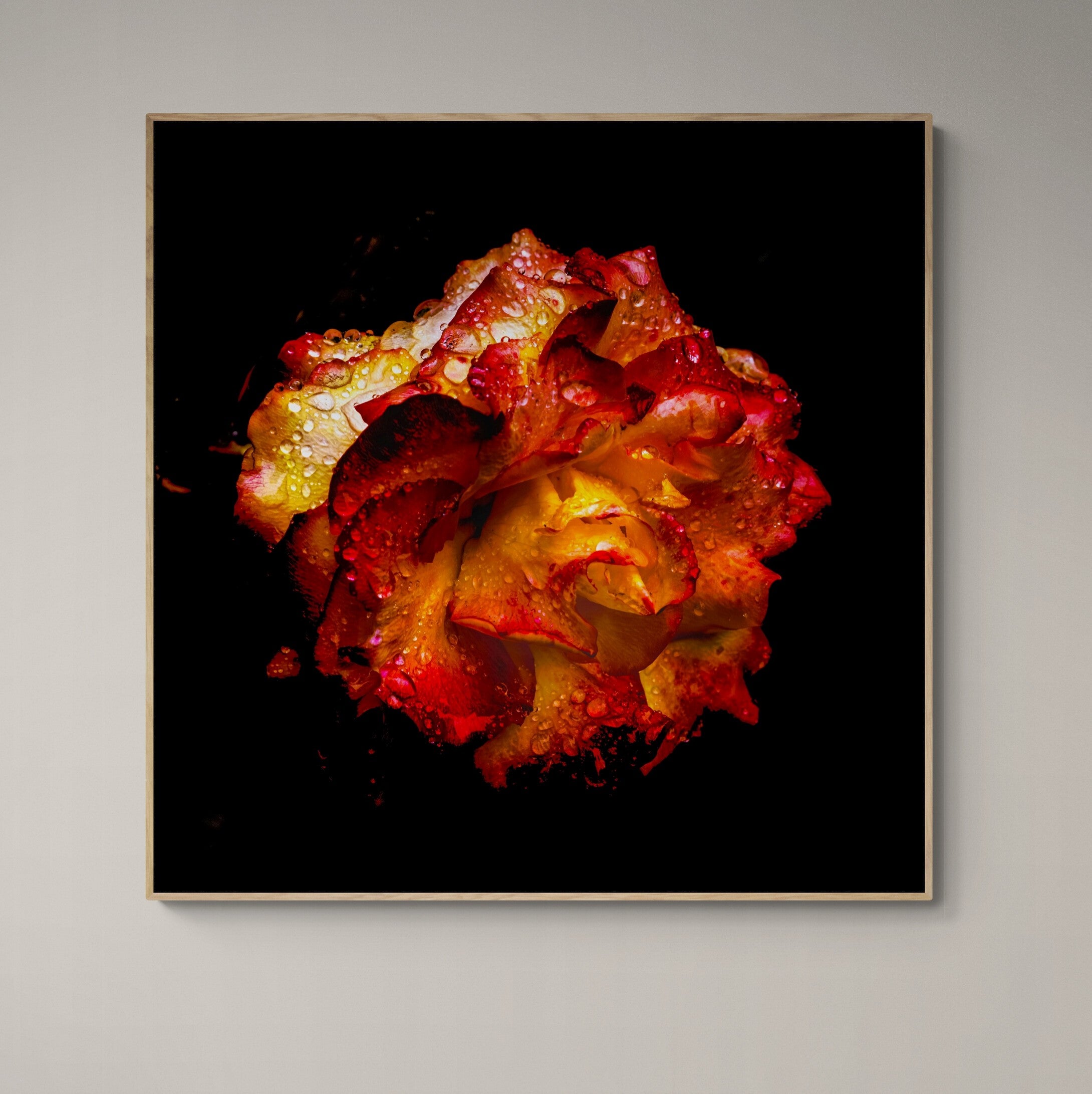Glistenin Rose Canvas Print on Wall by Kirsten Clark Art