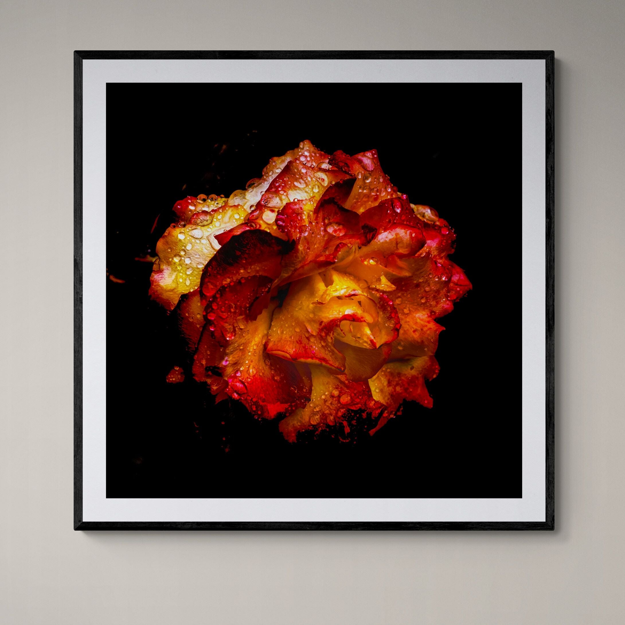 Glistening Rose limited edition floral fine art print on wall by Kirsten Clark Art