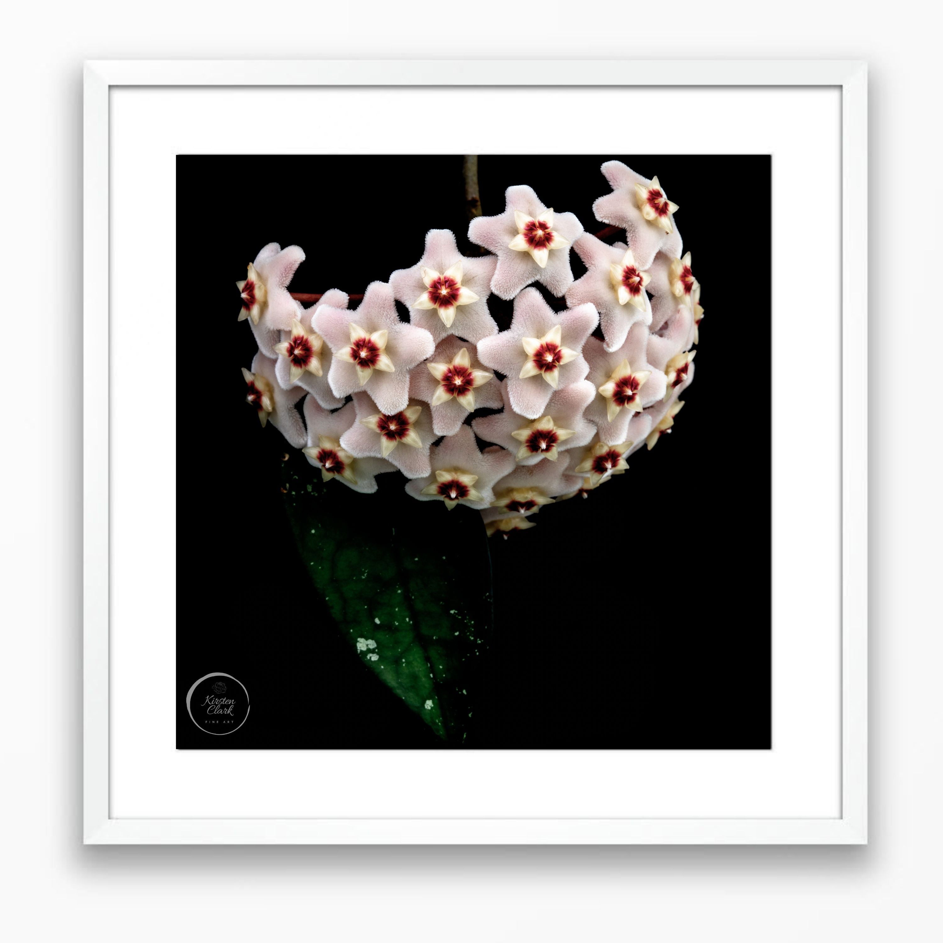 Hoya Heirloom #1 - Limited Edition Print