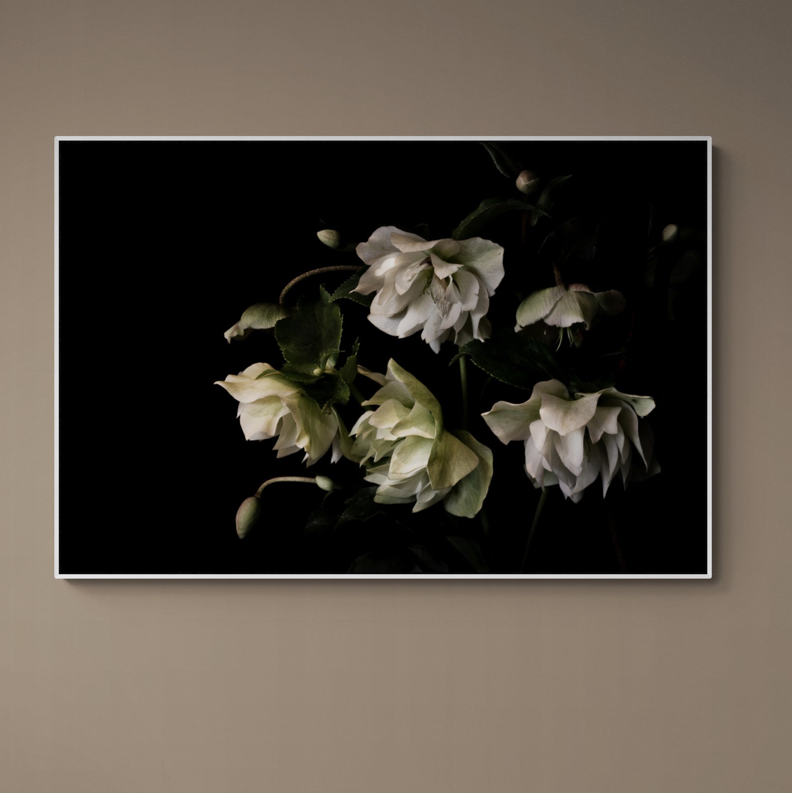 Hellebore Winter Rose | Canvas Print