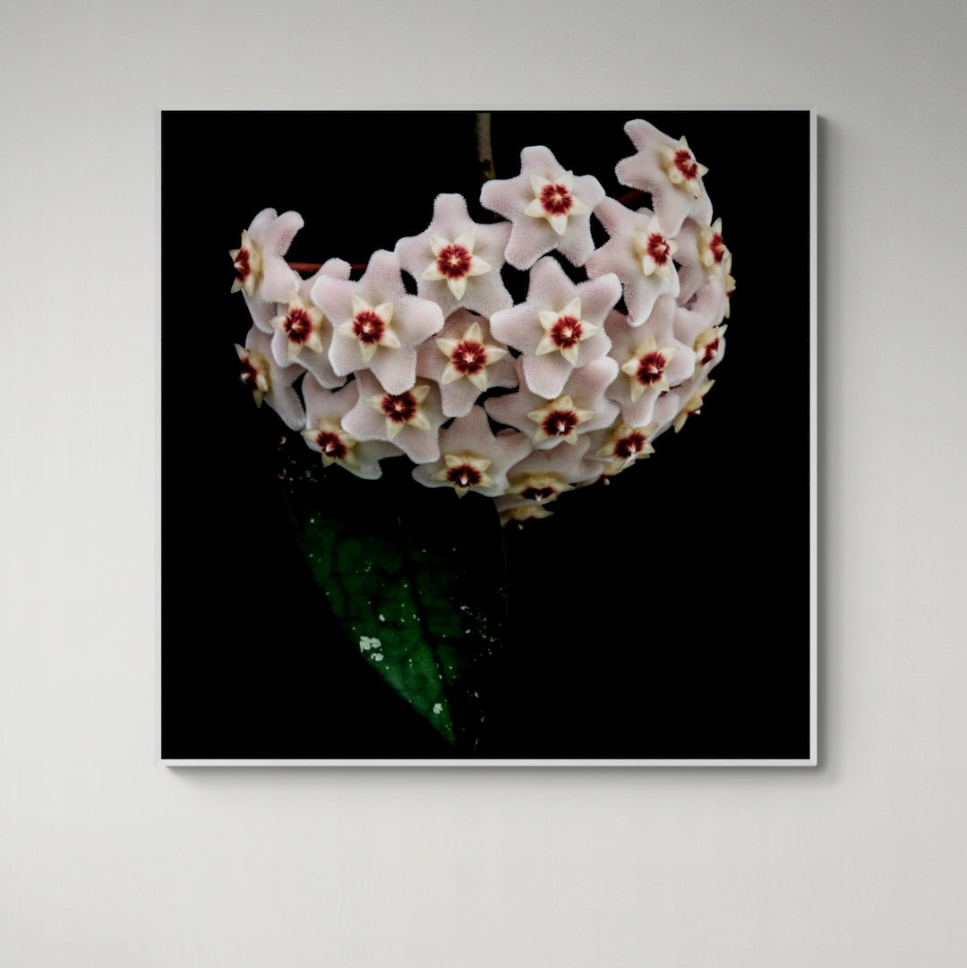 Hoya heirloom flower fine art canvas print by Kirsten Clark New Zealand