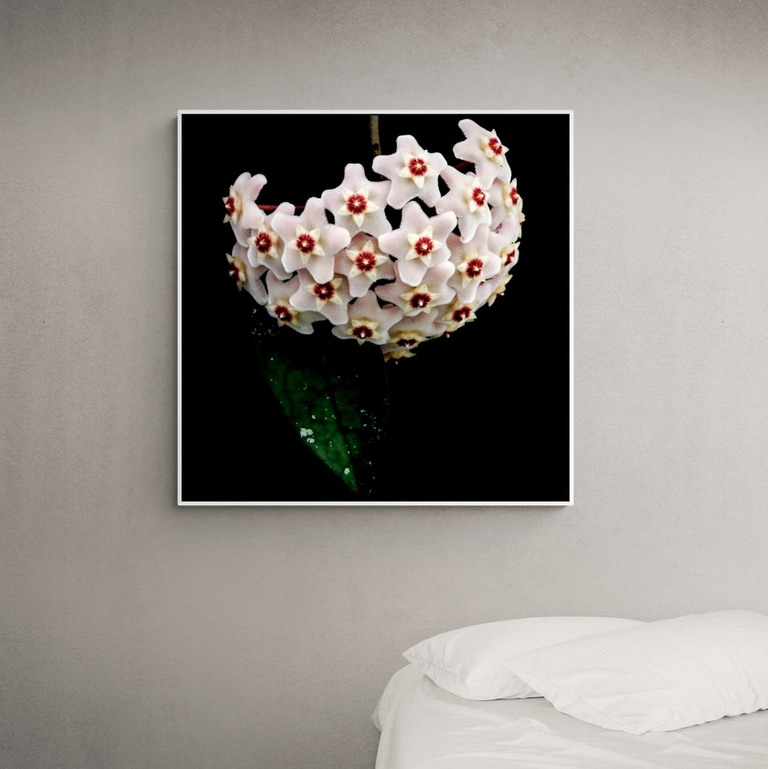 Hoya Heirloom Canvas Print white frame in bedroom kirsten clark photography