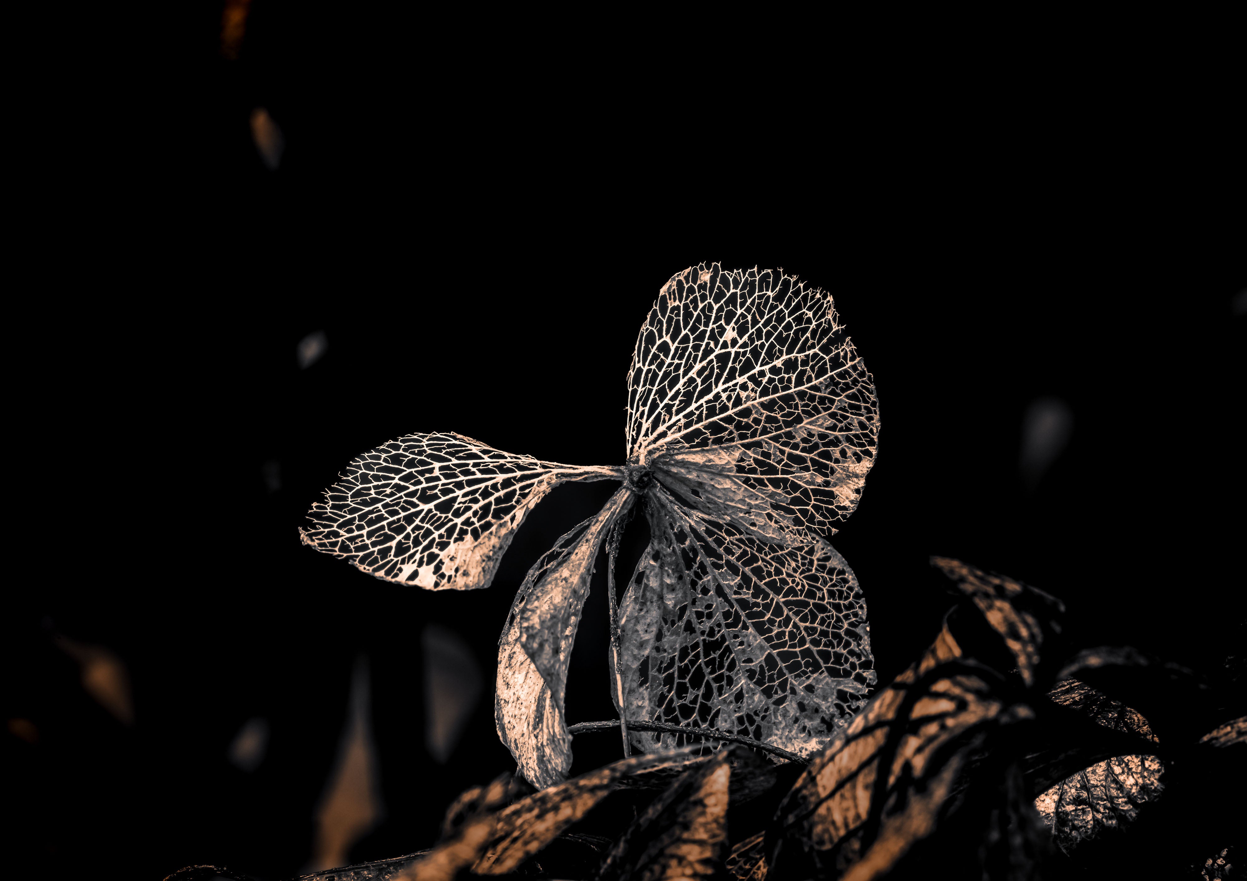 Hydrangea Butterfly In Garden Print