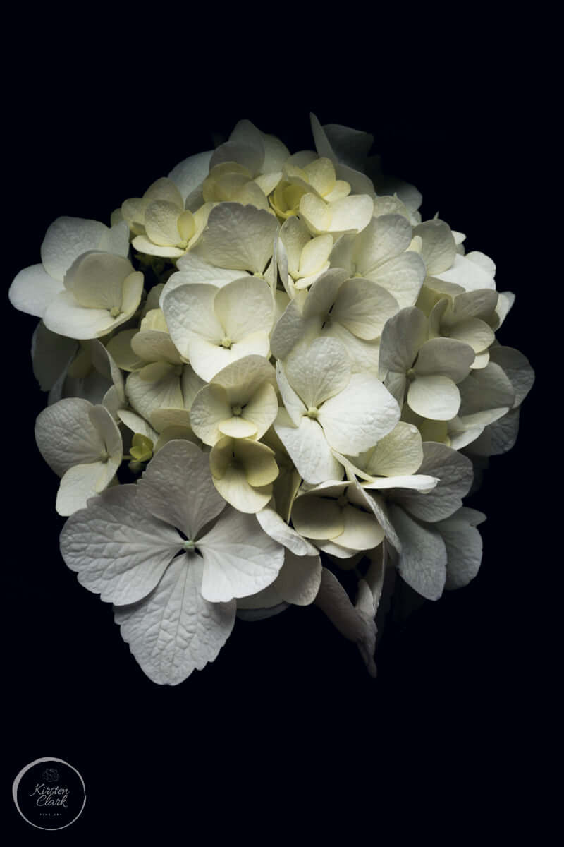 Hydrangea Portrait (Framed)