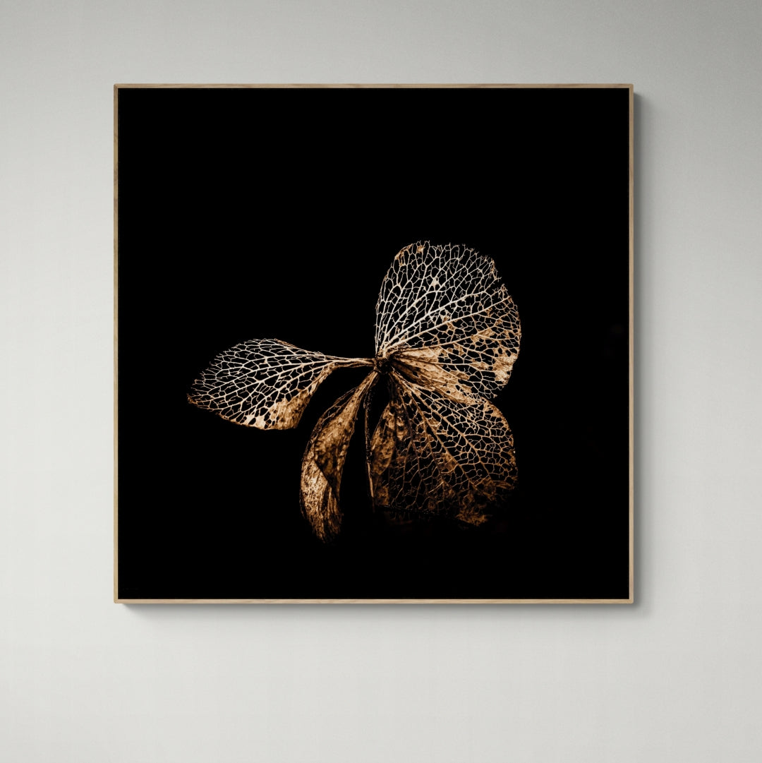 Hydrangea butterfly fine art canvas print black background by Kirsten Clark