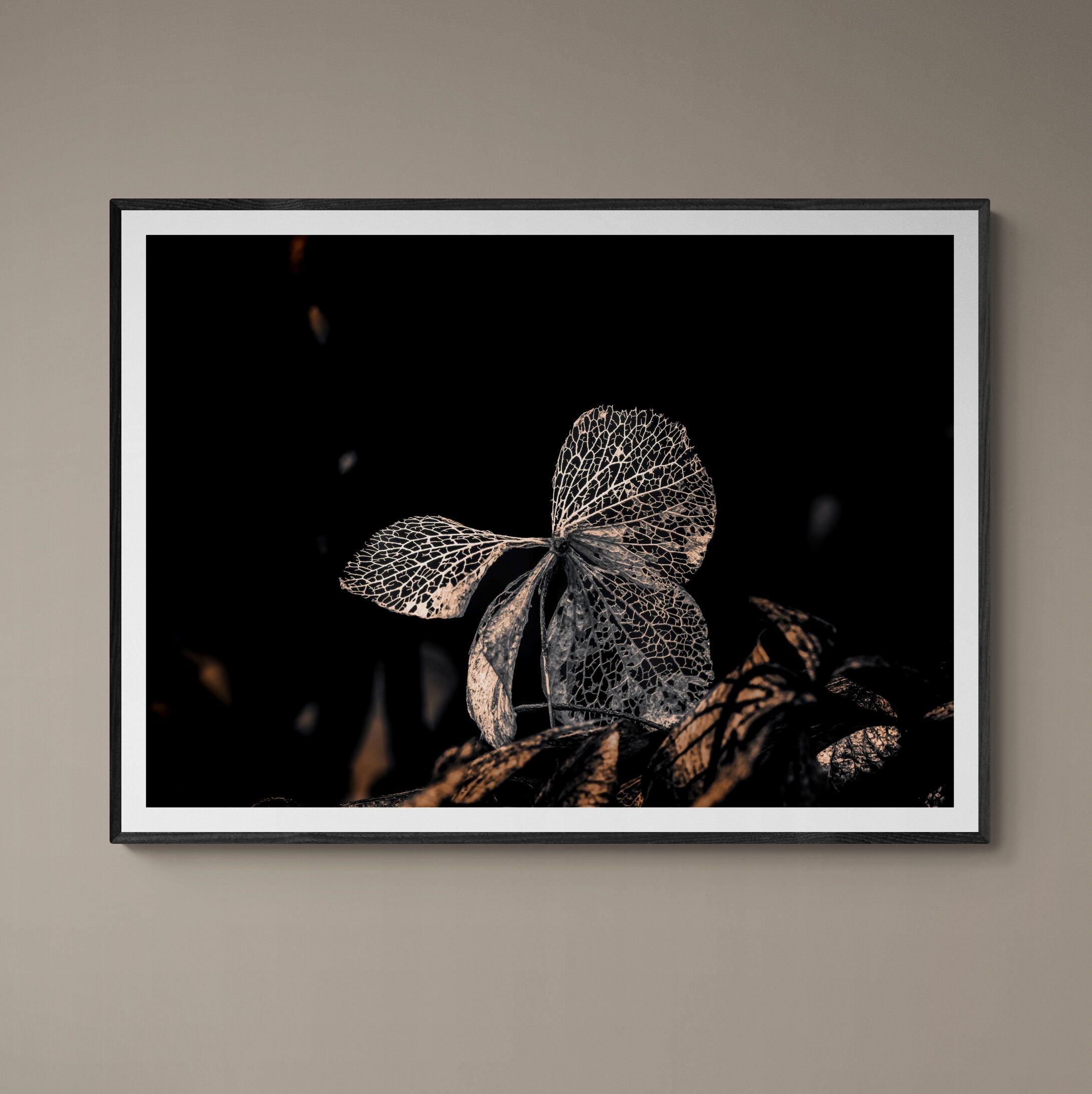 Hydrangea Butterfly in garden fine art print with black frame on wall by Kirsten Clark Art