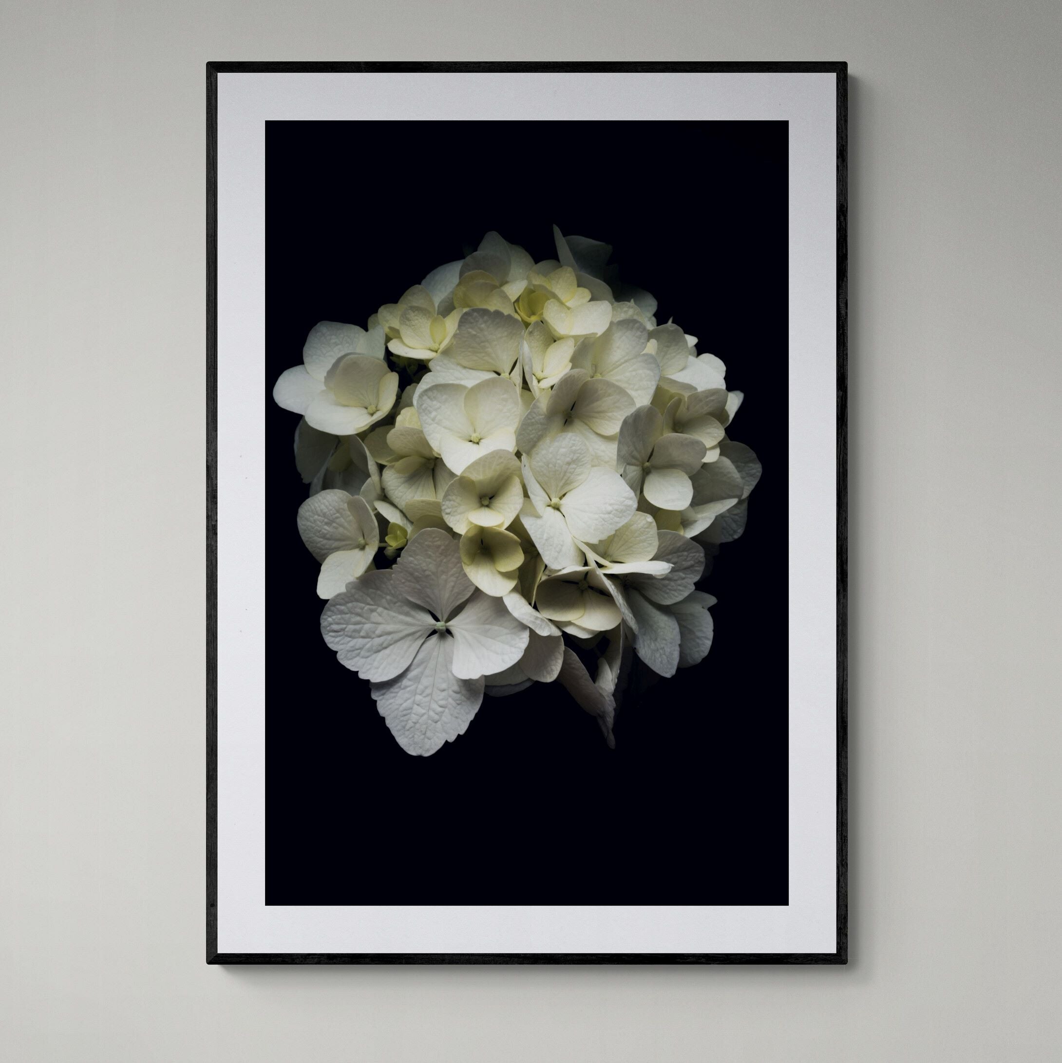 Hydrangea Portrait | Limited Edition Print
