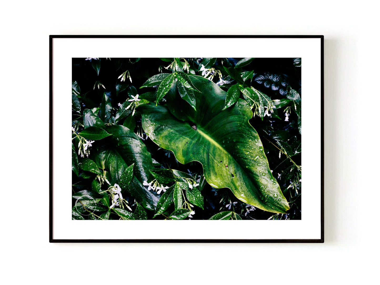 Raindrops on Jasmin & Lily Leaves - Open Edition Print