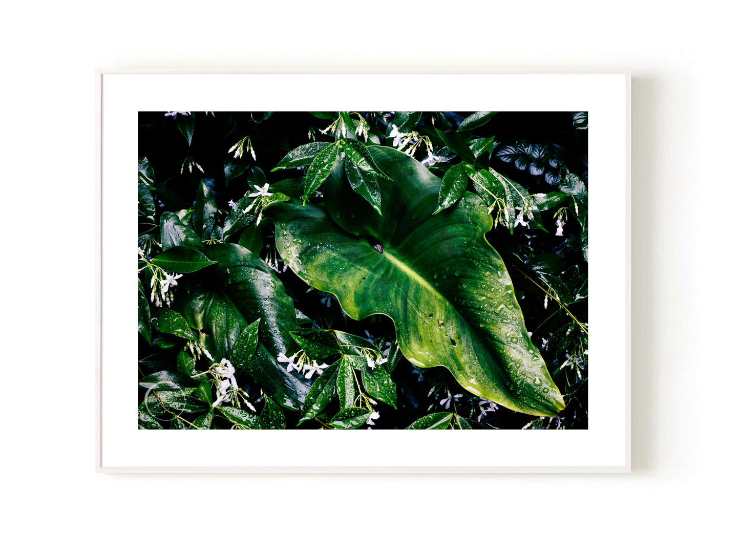Raindrops on Jasmin & Lily Leaves - Open Edition Print