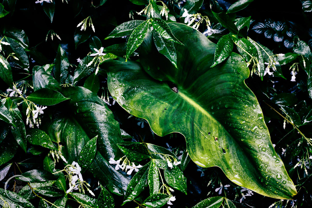 Raindrops on Jasmin and Lily Leaves - Limited Edition Print