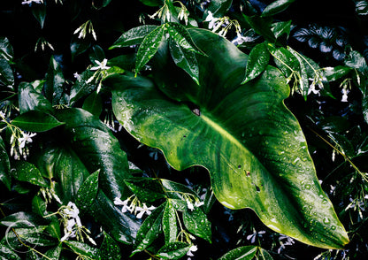 Raindrops on Jasmin & Lily Leaves - Open Edition Print