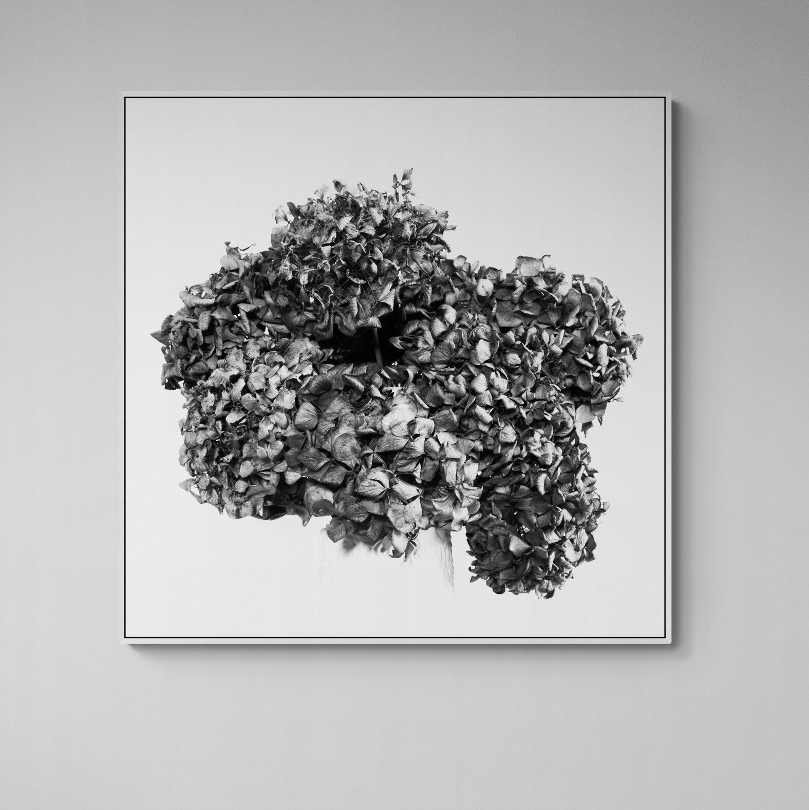 Lasting Blooms Dried Hydrangeas Canvas Print B&W on wall by Kirsten Clark Art