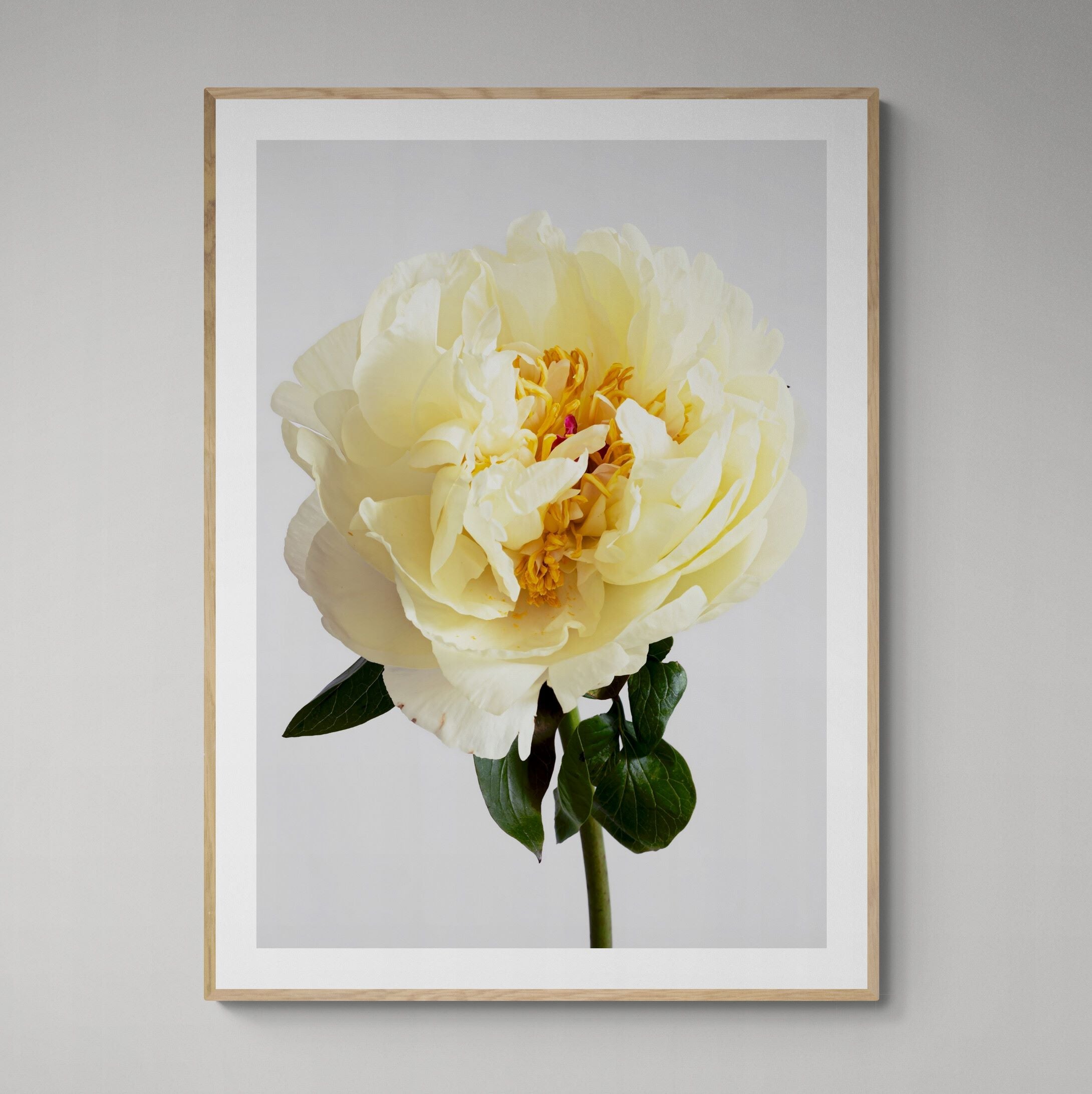 Lemon_Chiffon_2_Yellow_Peony_framed_on_wall by Kirsten Clark Art