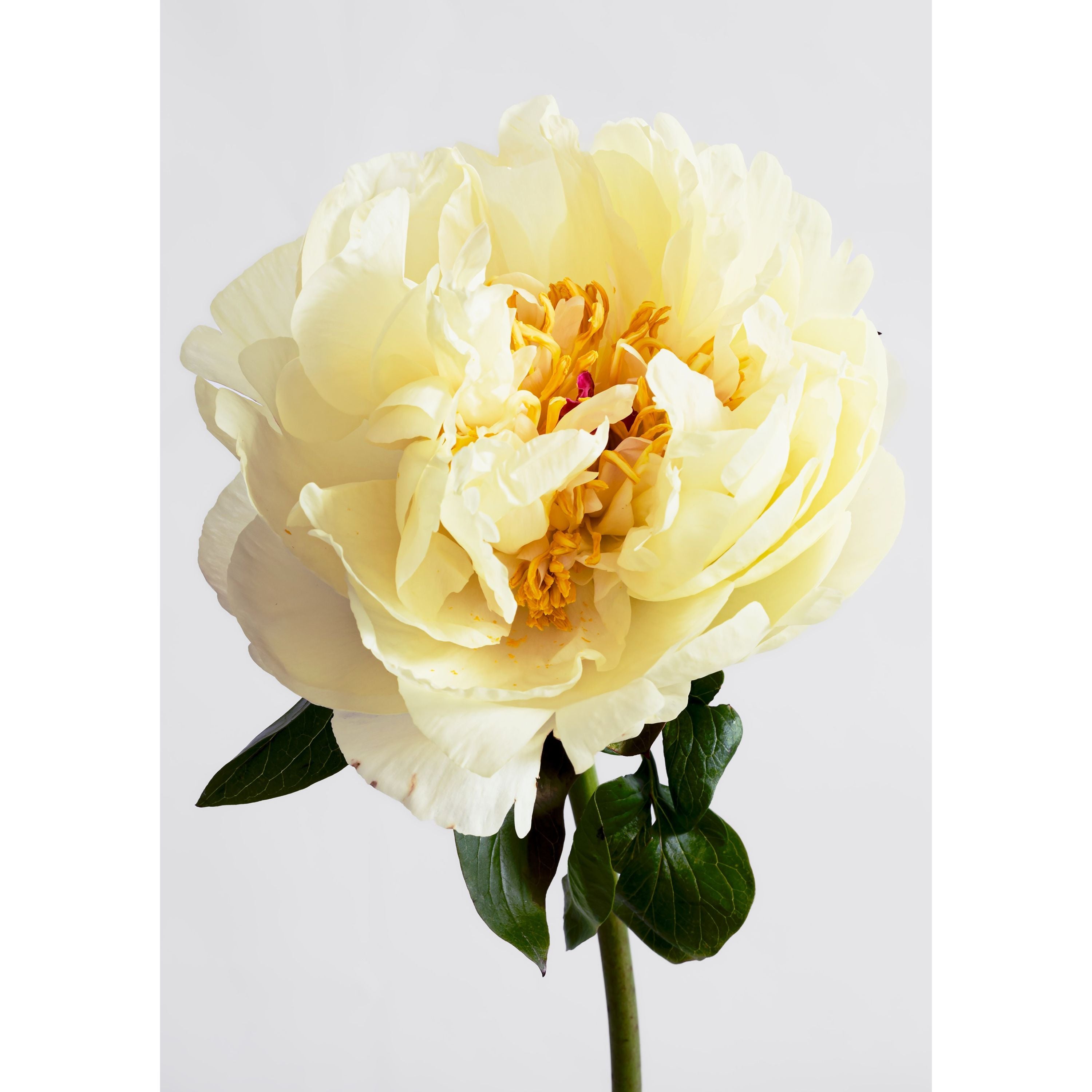 Lemon Chiffon Peony | Canvas Print