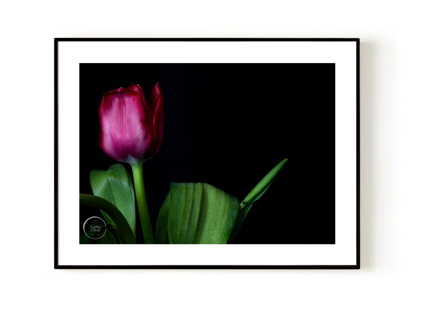 Magenta Tulip Into the Light Open Edition Print Black Frame Kirsten Clark Art