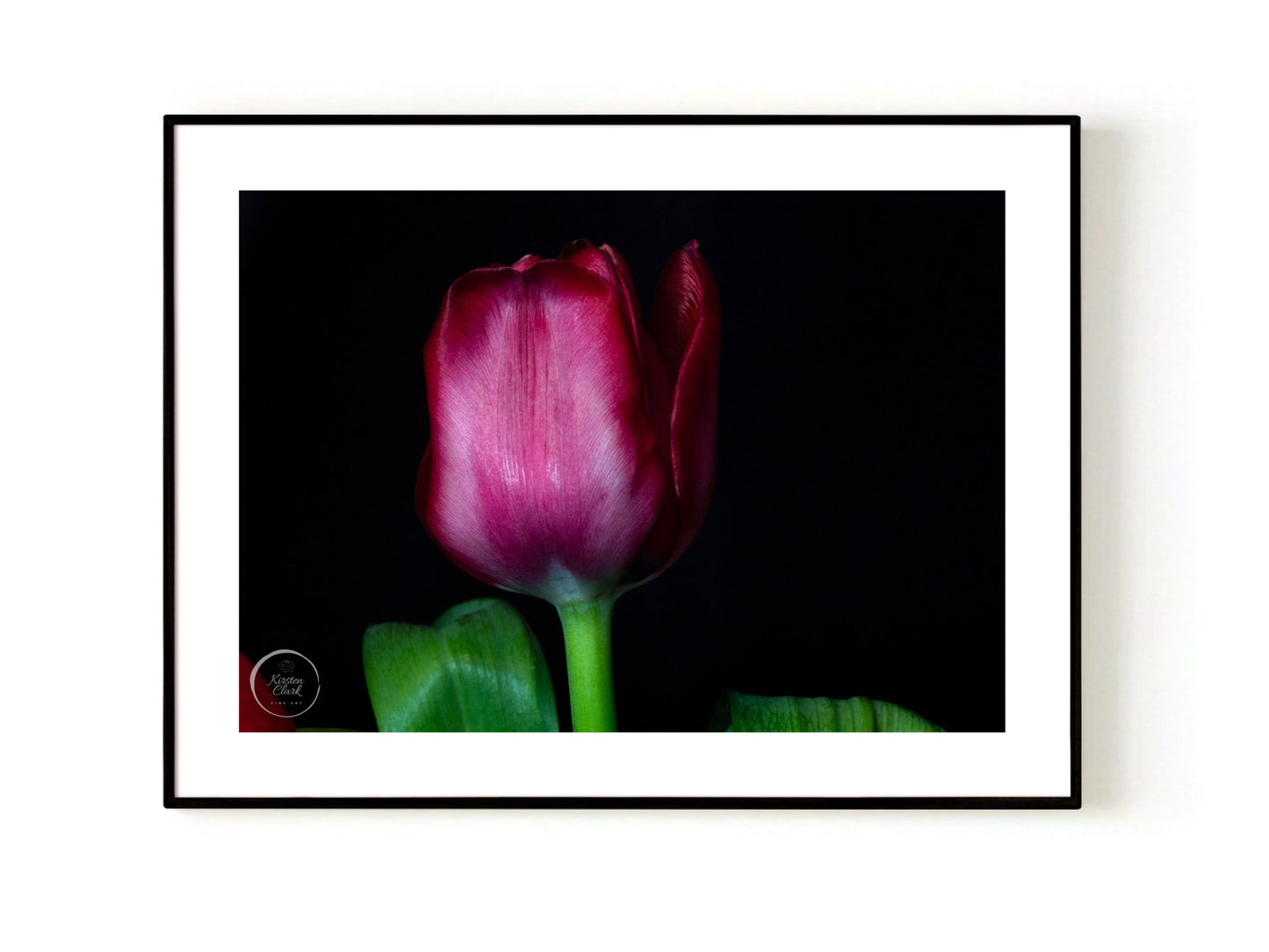 Magenta Tulip Open Edition Print Black Frame
