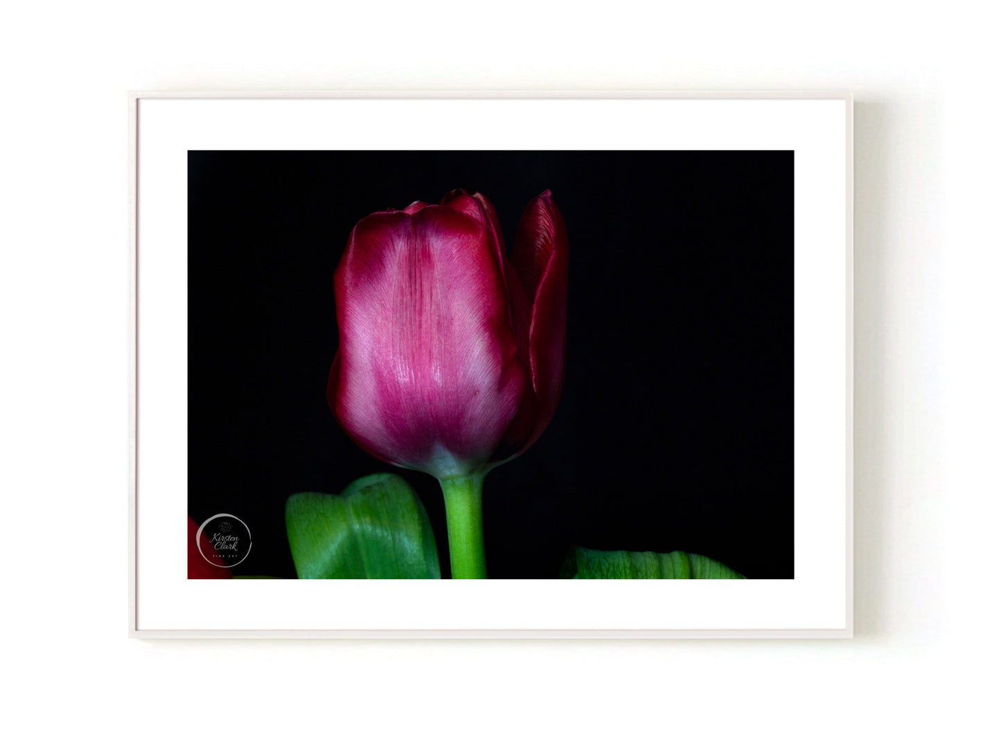 Magenta Tulip Open Edition White Frame Kirsten Clark Art