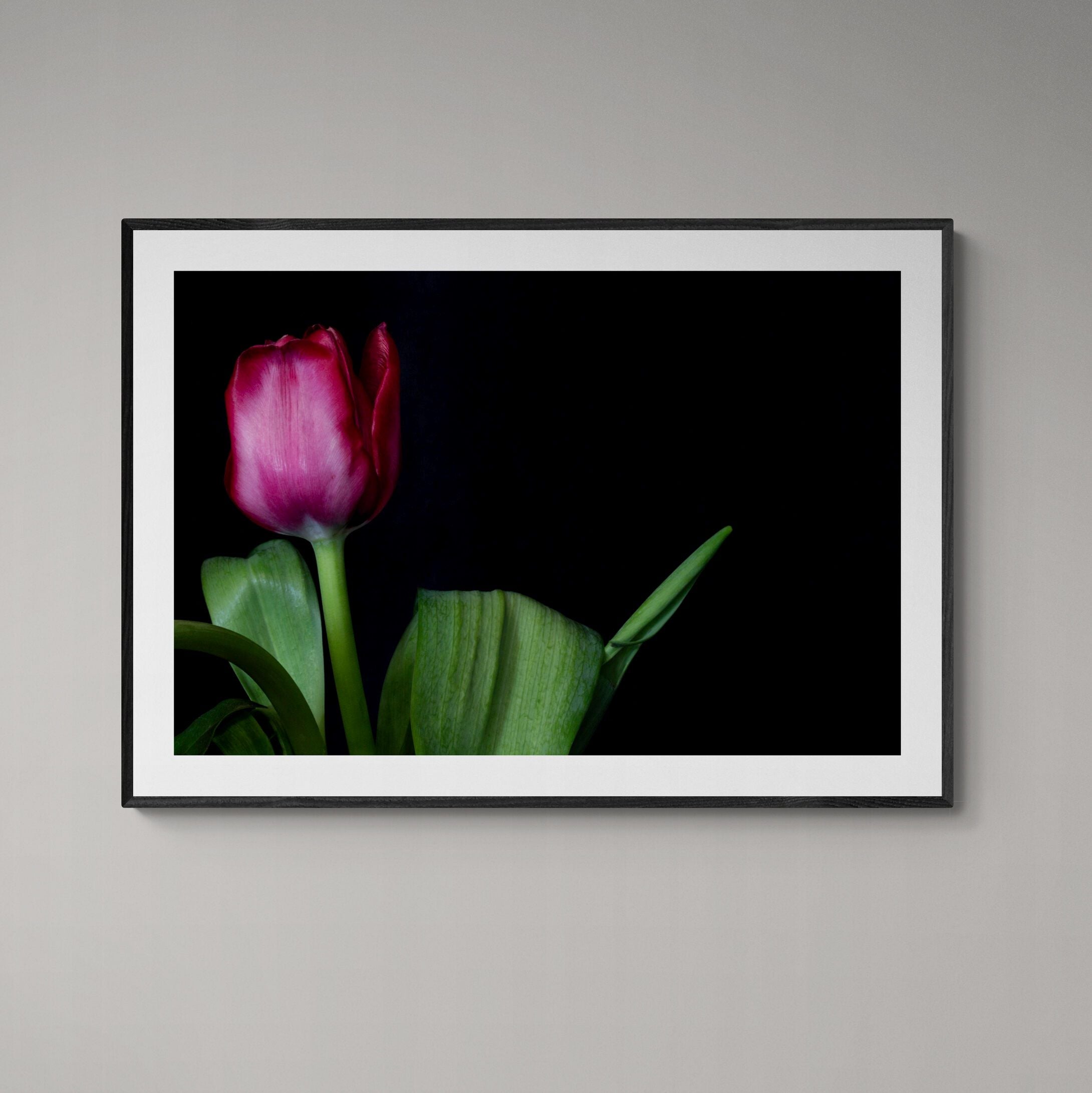 Magenta Tulip Print in black frame on wall