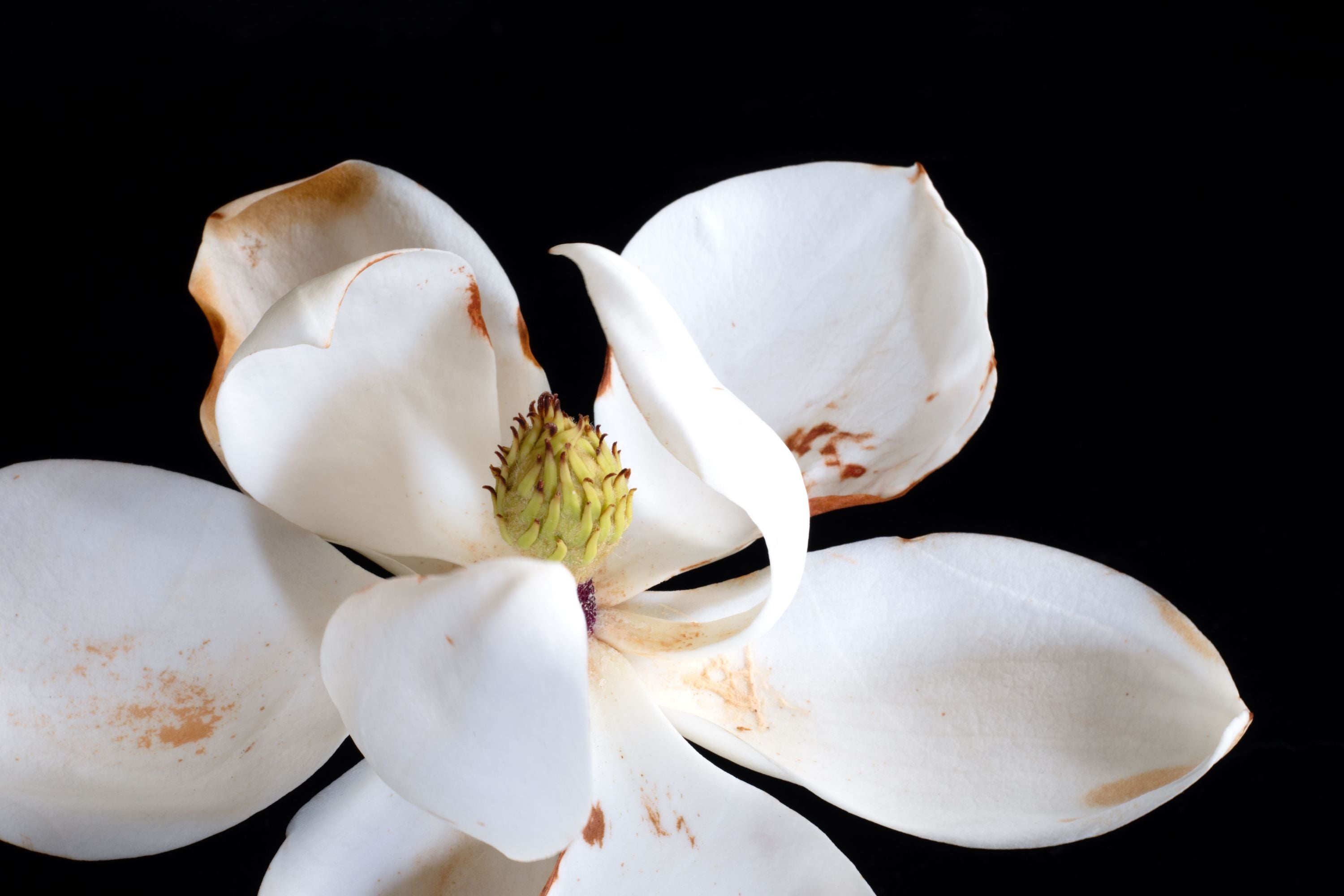 Magnolia bloom fine art print, close-up botanical photograph