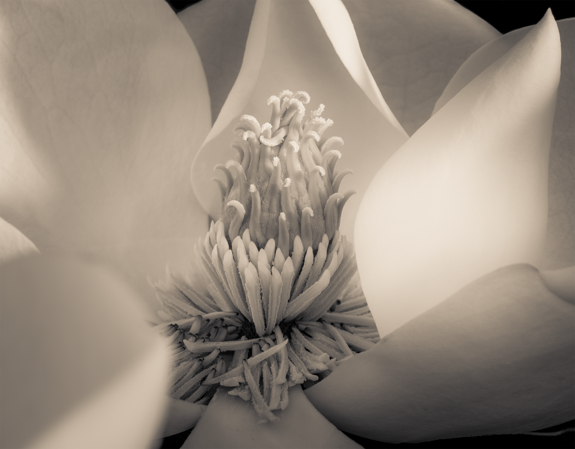 Close Up of Magnolia Cone Sepia Print