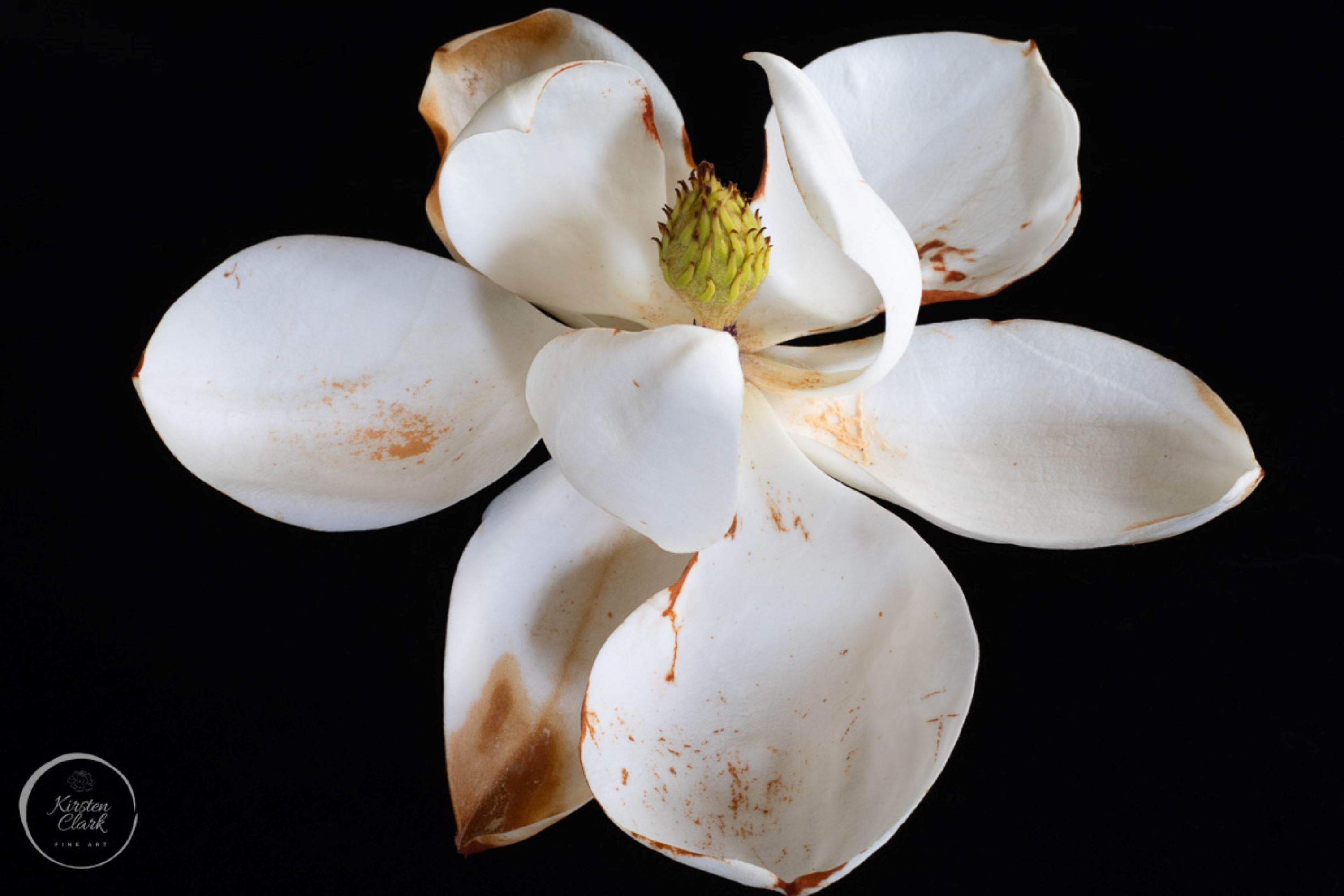 Magnolia bloom fine art print, close-up botanical photograph