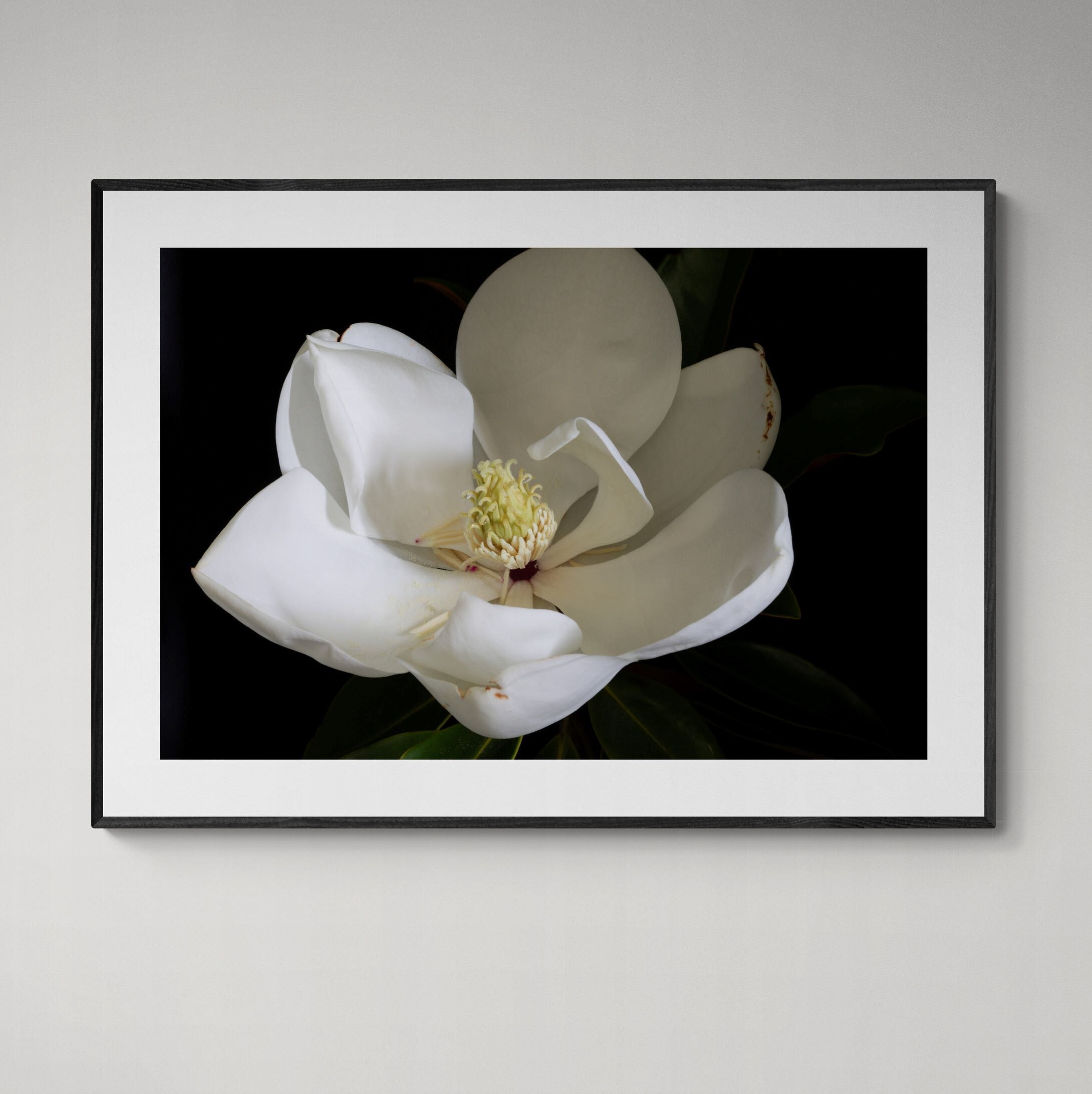Magnolia III floral fine art print with black frame on interior wall by Kirsten Clark Art
