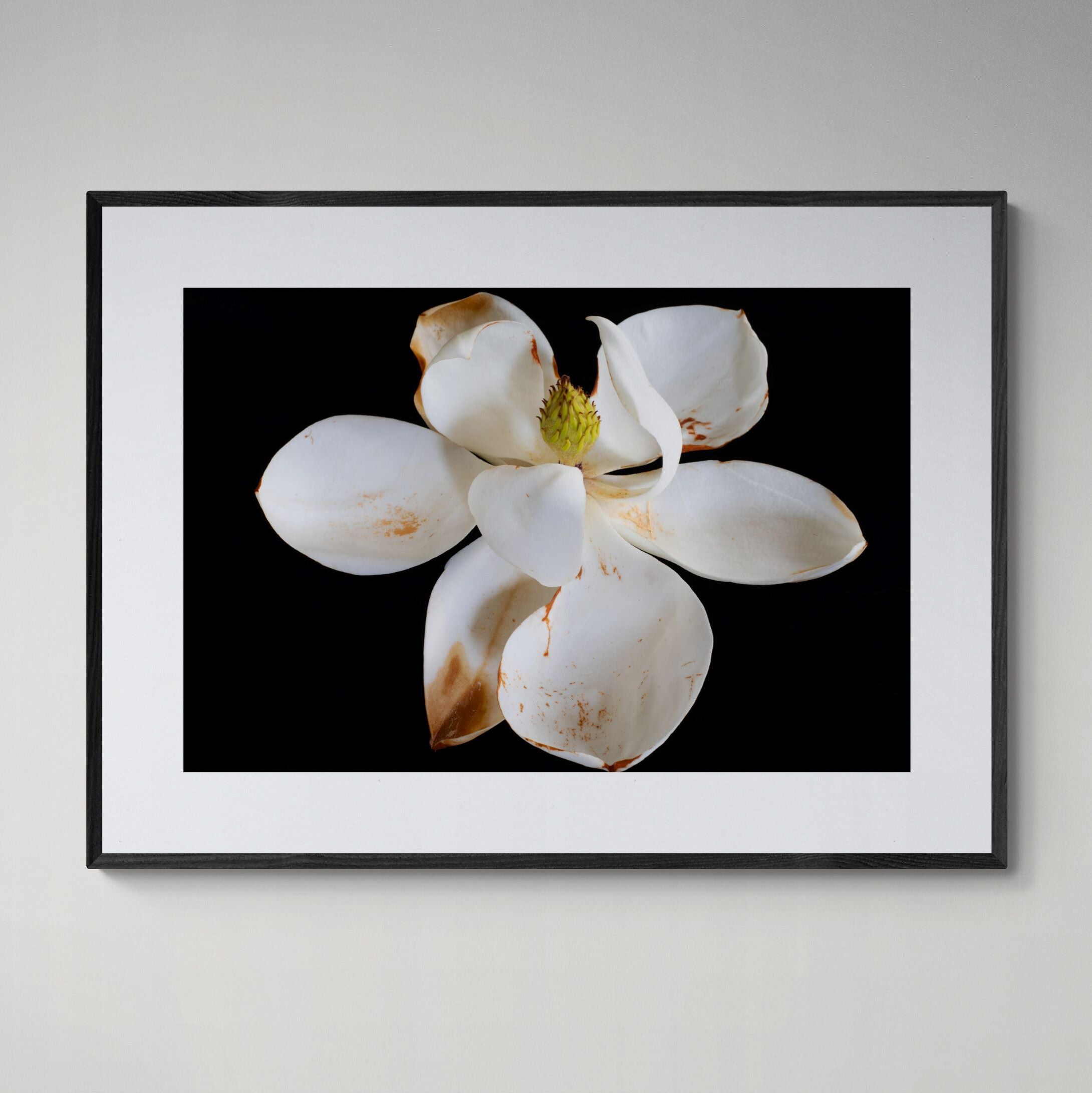 Magnolia II floral fine art print framed in black wood on interior wall by Kirsten Clark Art