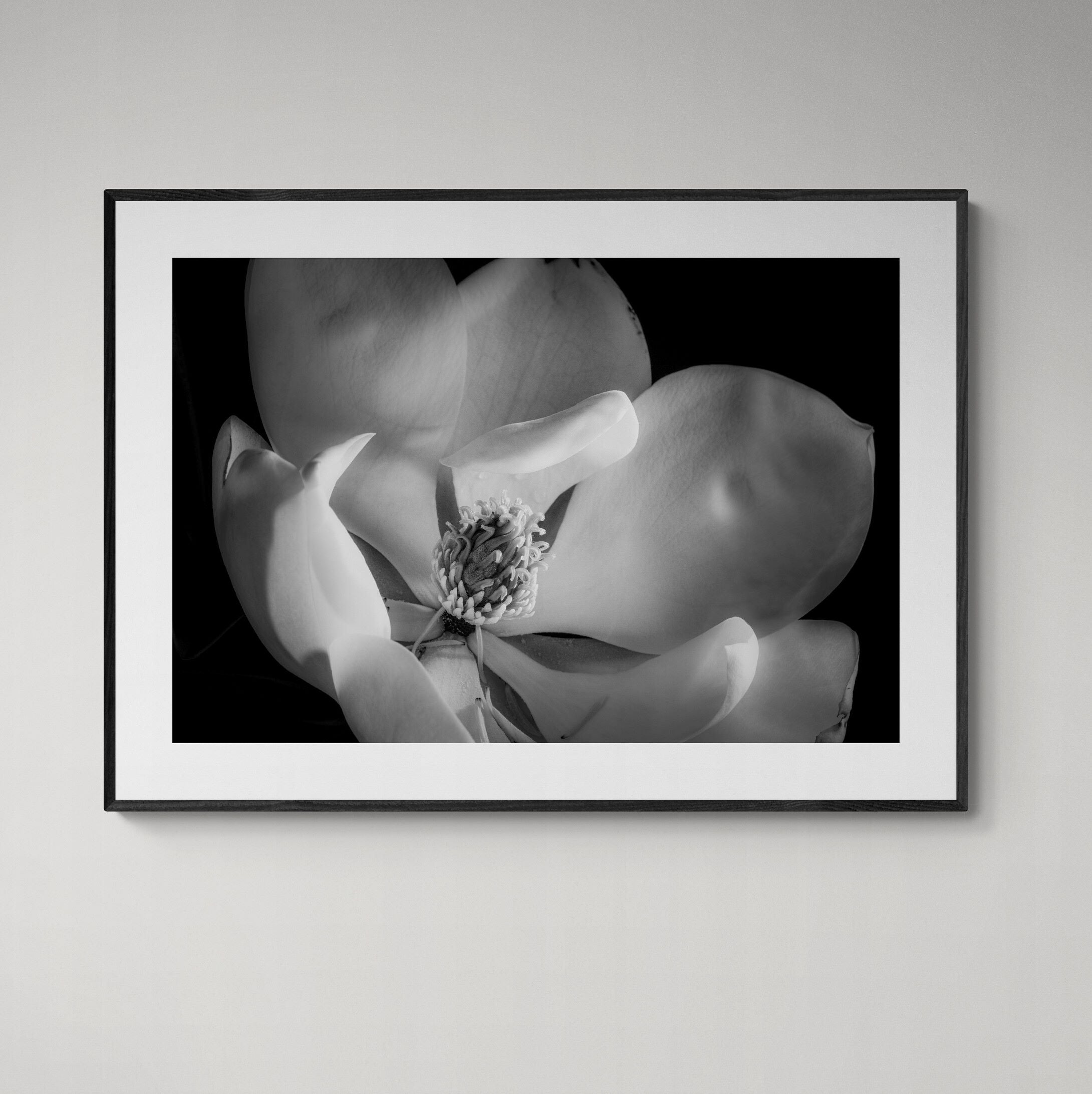 Magnolia IV black & white print framed in black on interior wall by Kirsten Clark Art