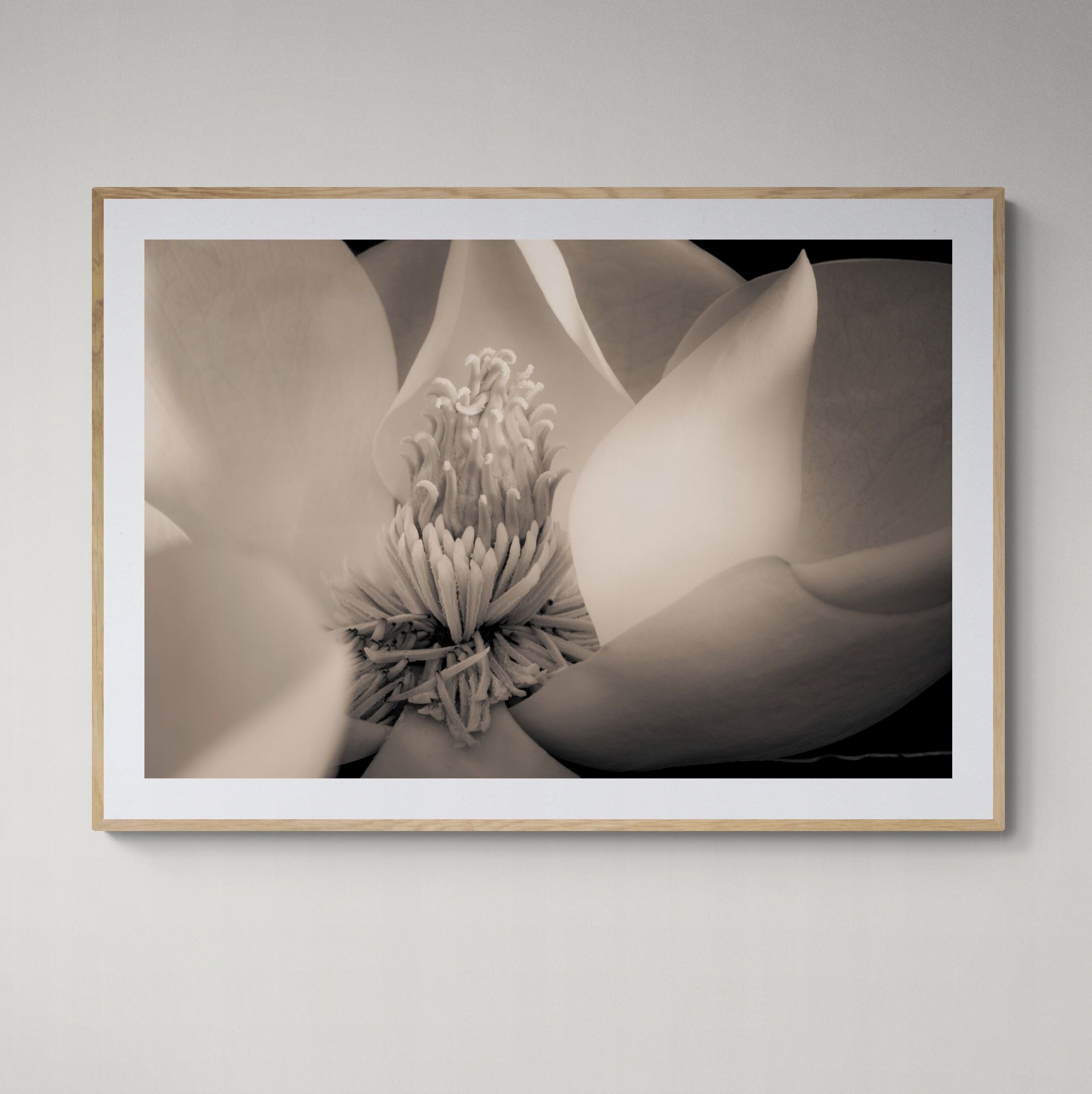 Magnloia VI print with natural wood frame on interior wall by Kirsten Clark Art
