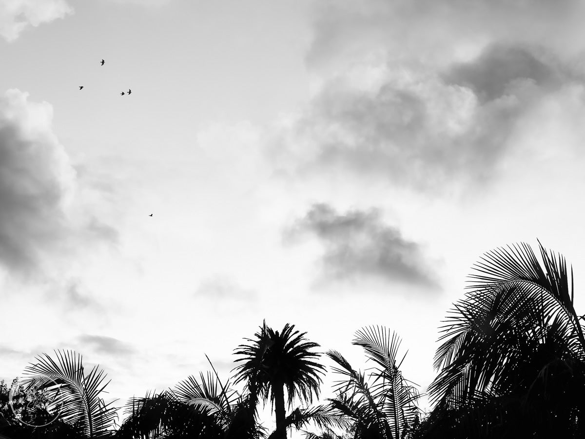 Morning Bird Flight Over Palms