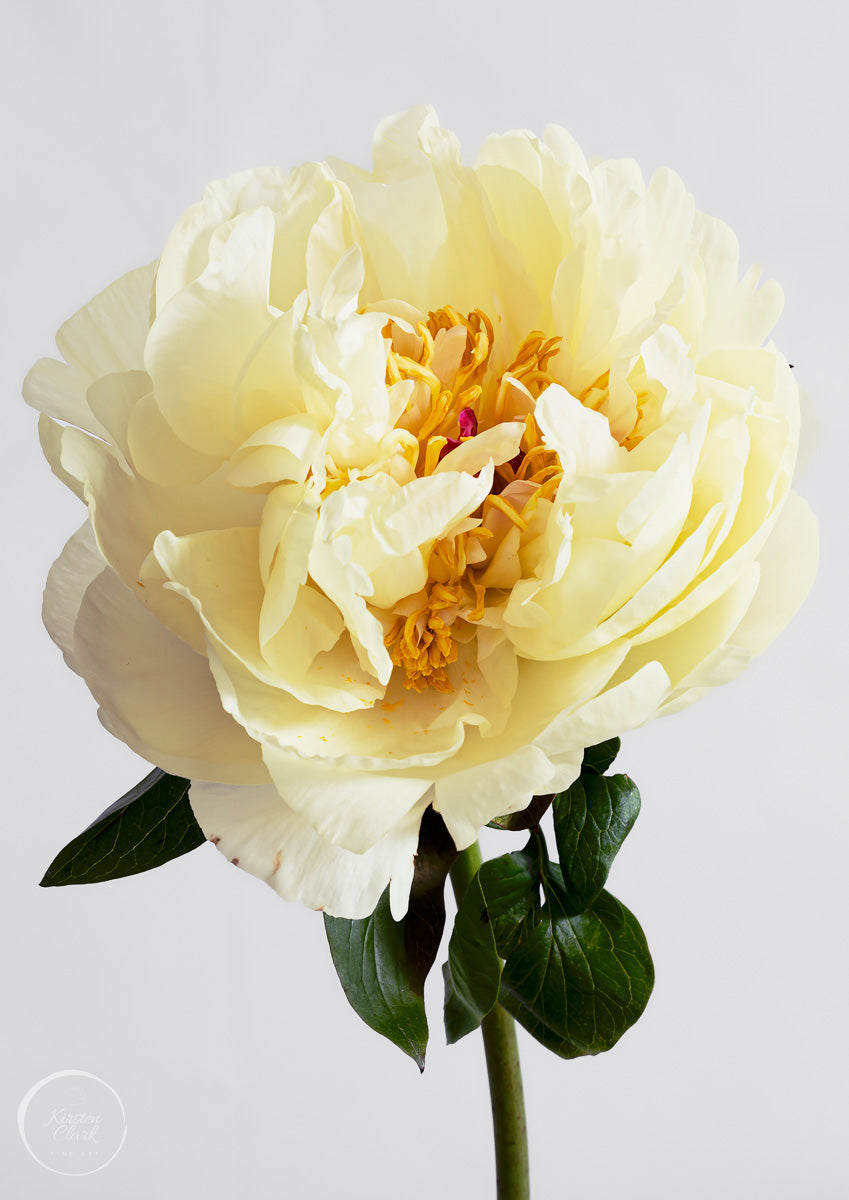 Peony Collection - Lemon Chiffon 2 Canvas Print