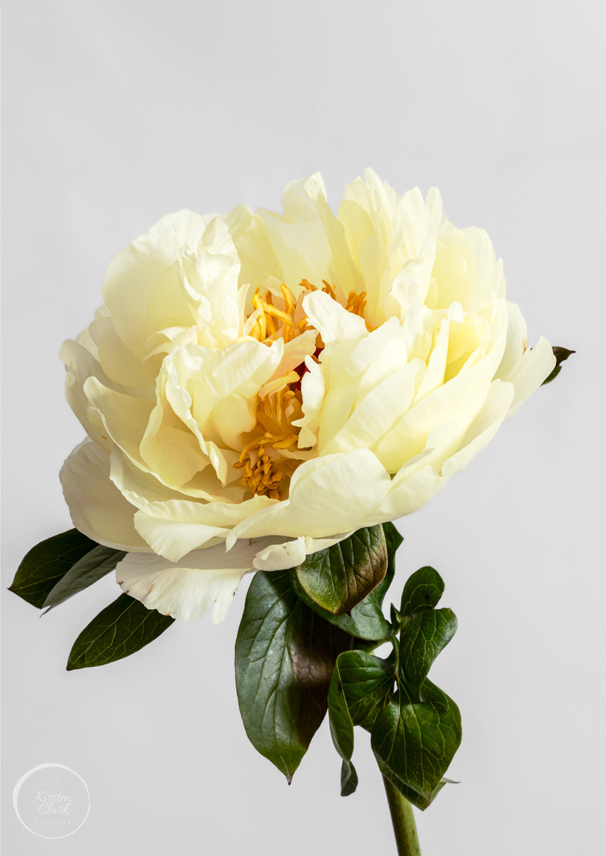 Peony Collection - Lemon Chiffon 1