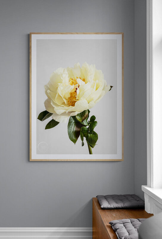 Peony Collection - Lemon Chiffon 1