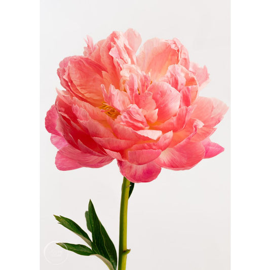 Peony Coral Charm - Open Edition Print