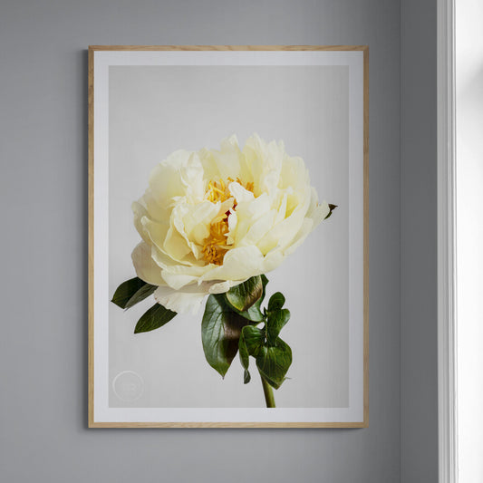 Peony - Lemon Chiffon 1 Open Edition Print
