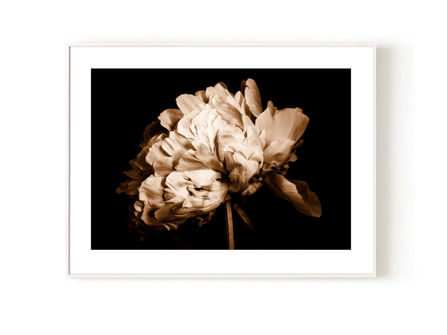 Portrait of a Peony - Open Edition Print