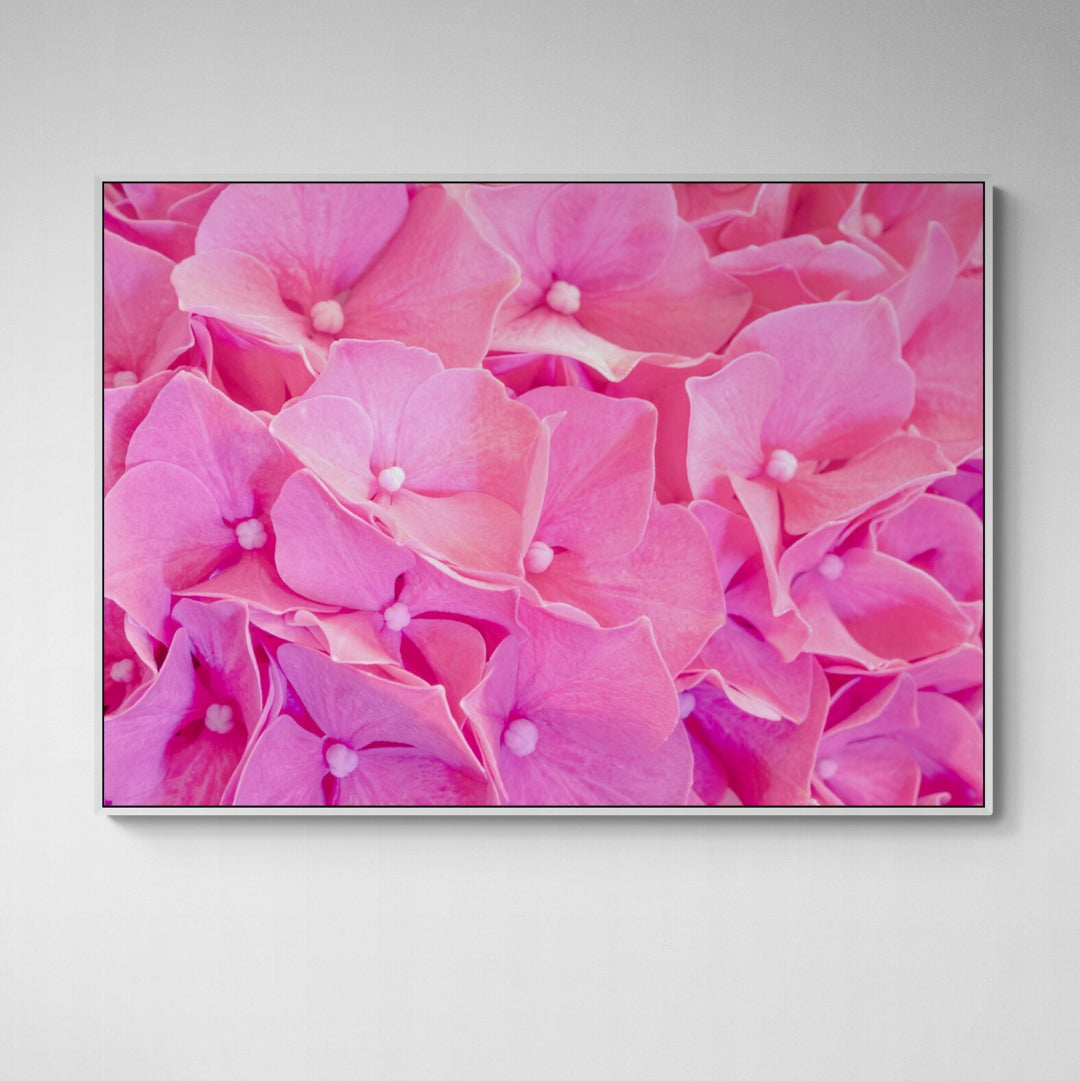 Pink Hydrangeas | Canvas Print