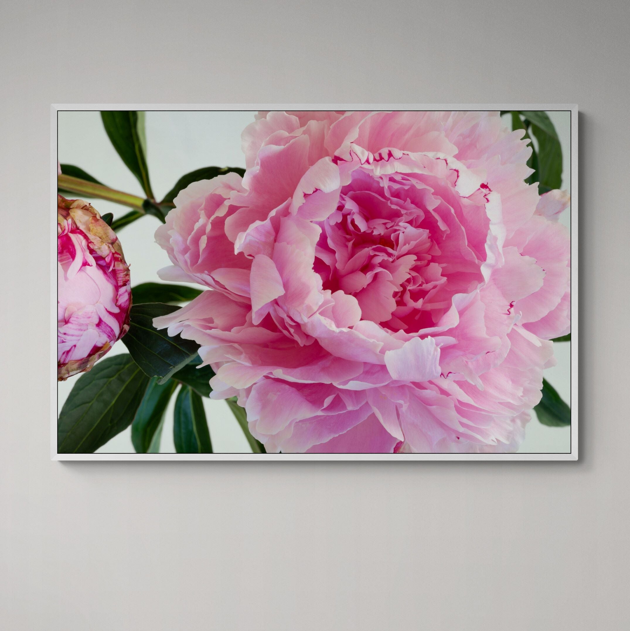 The Heart of Pink Peony | Canvas Print